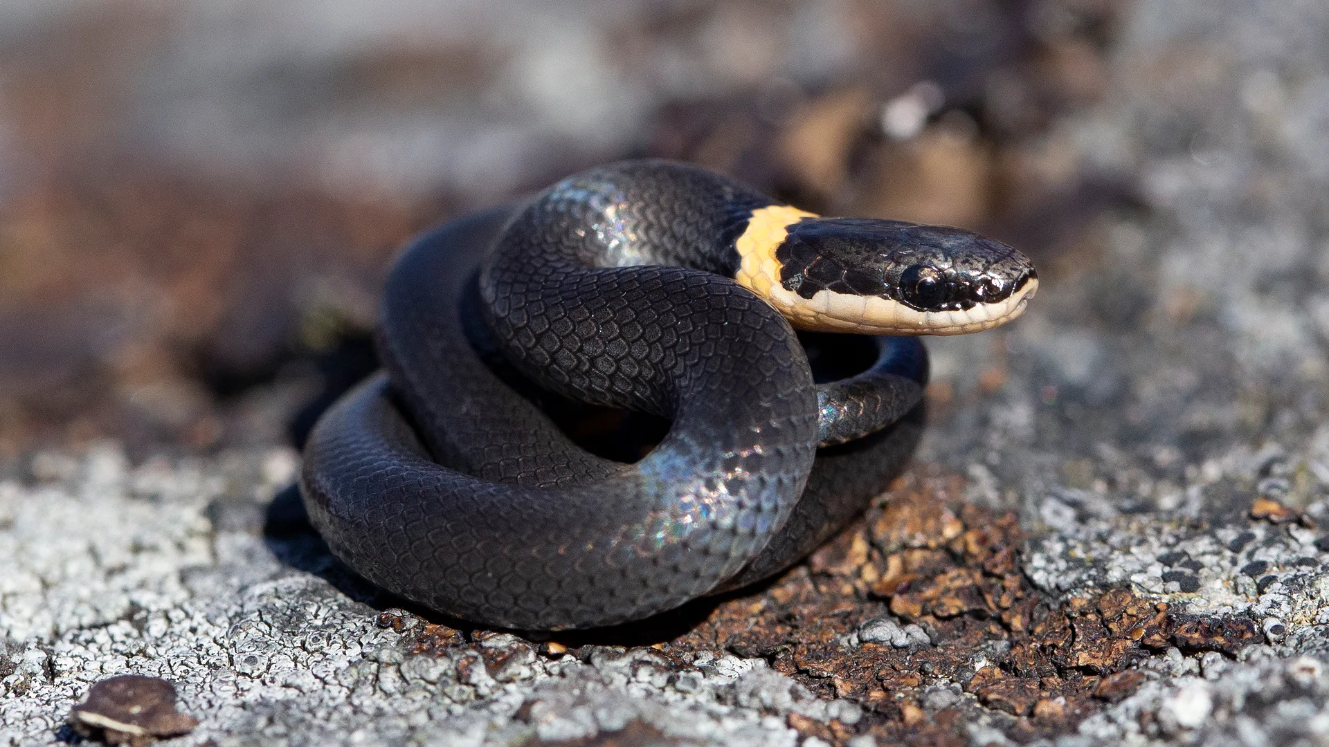 Northern Ringneck Snake