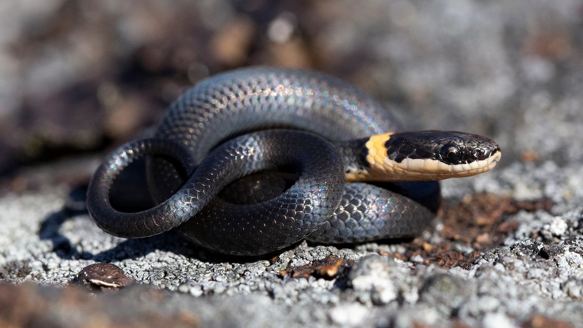 Northern Ringneck Snake