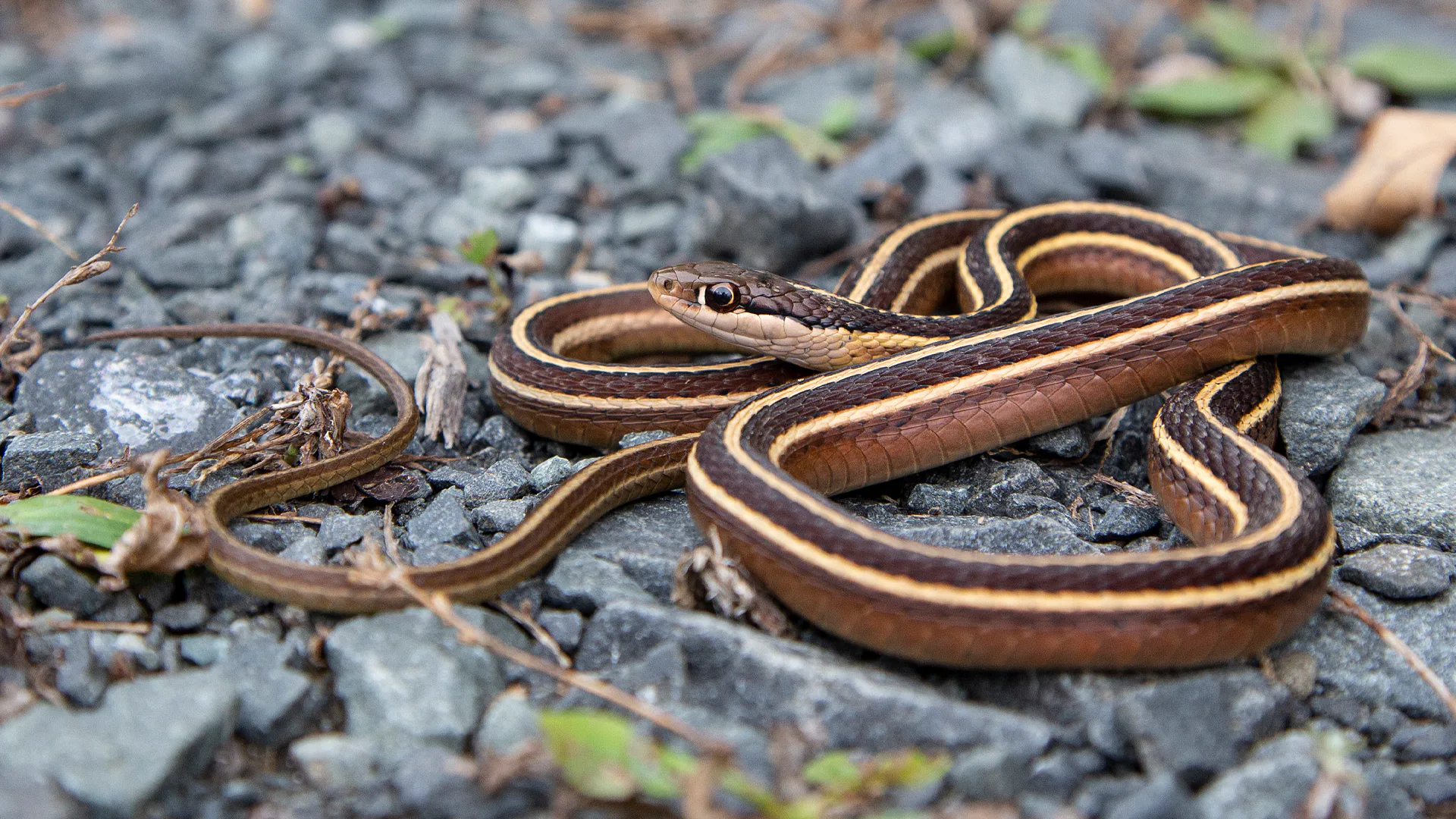 Eastern Ribbon Snake