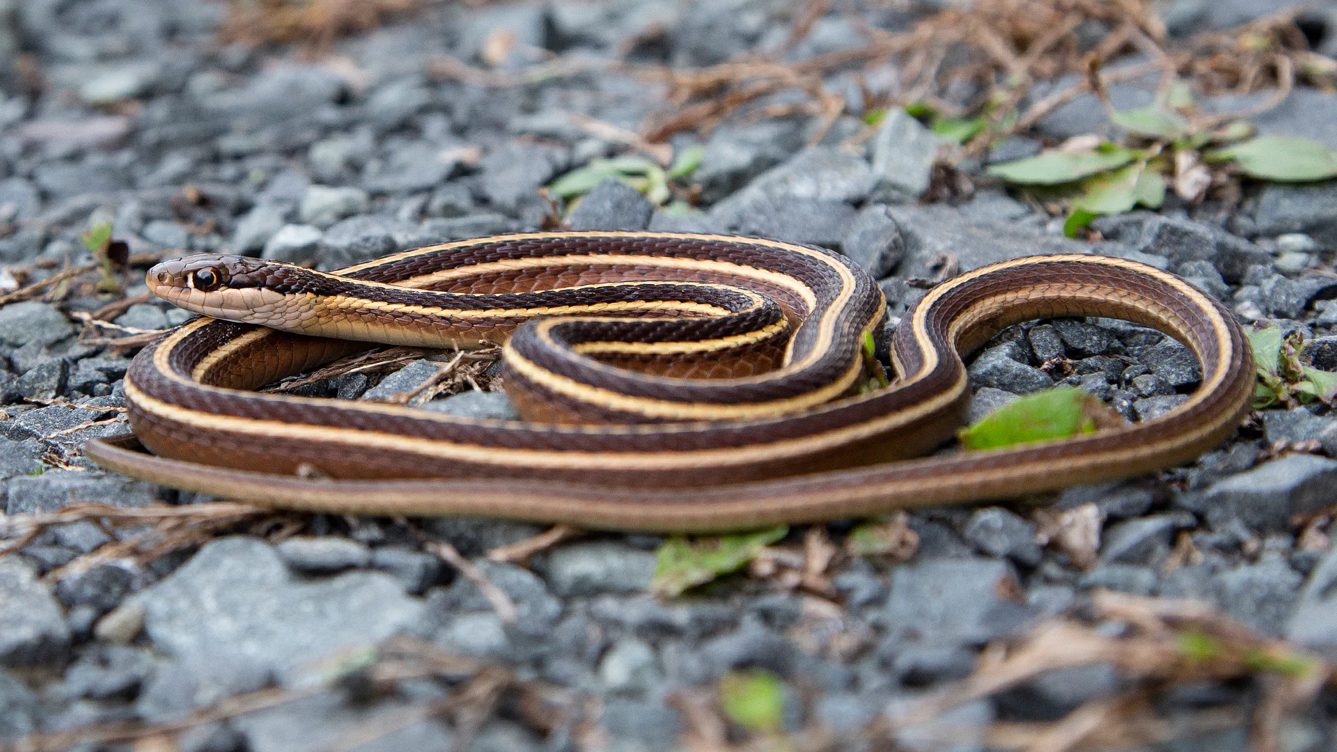 Eastern Ribbon Snake