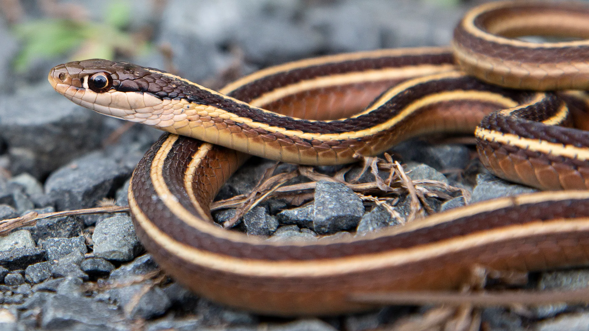 Eastern Ribbon Snake