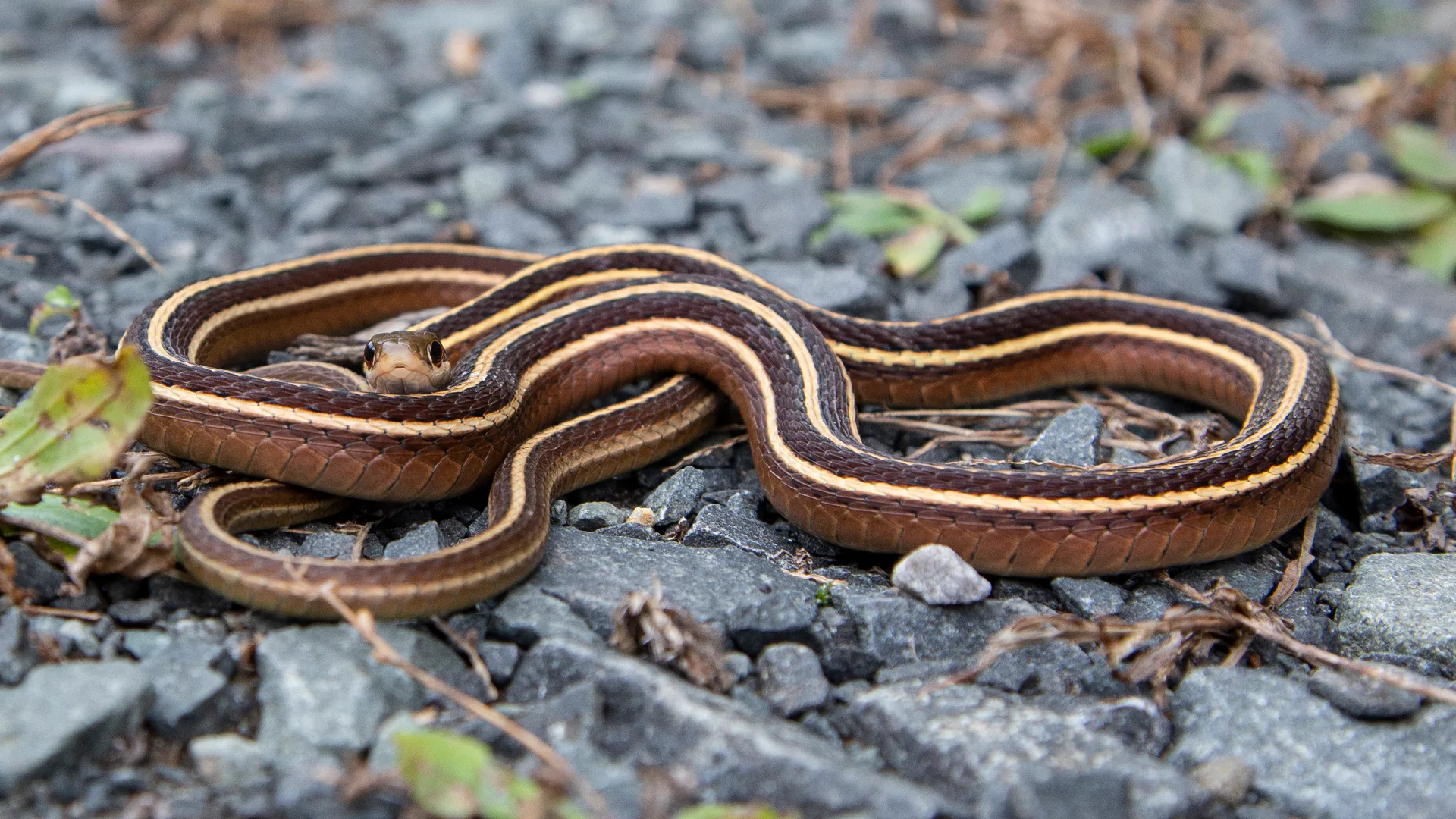 Eastern Ribbon Snake