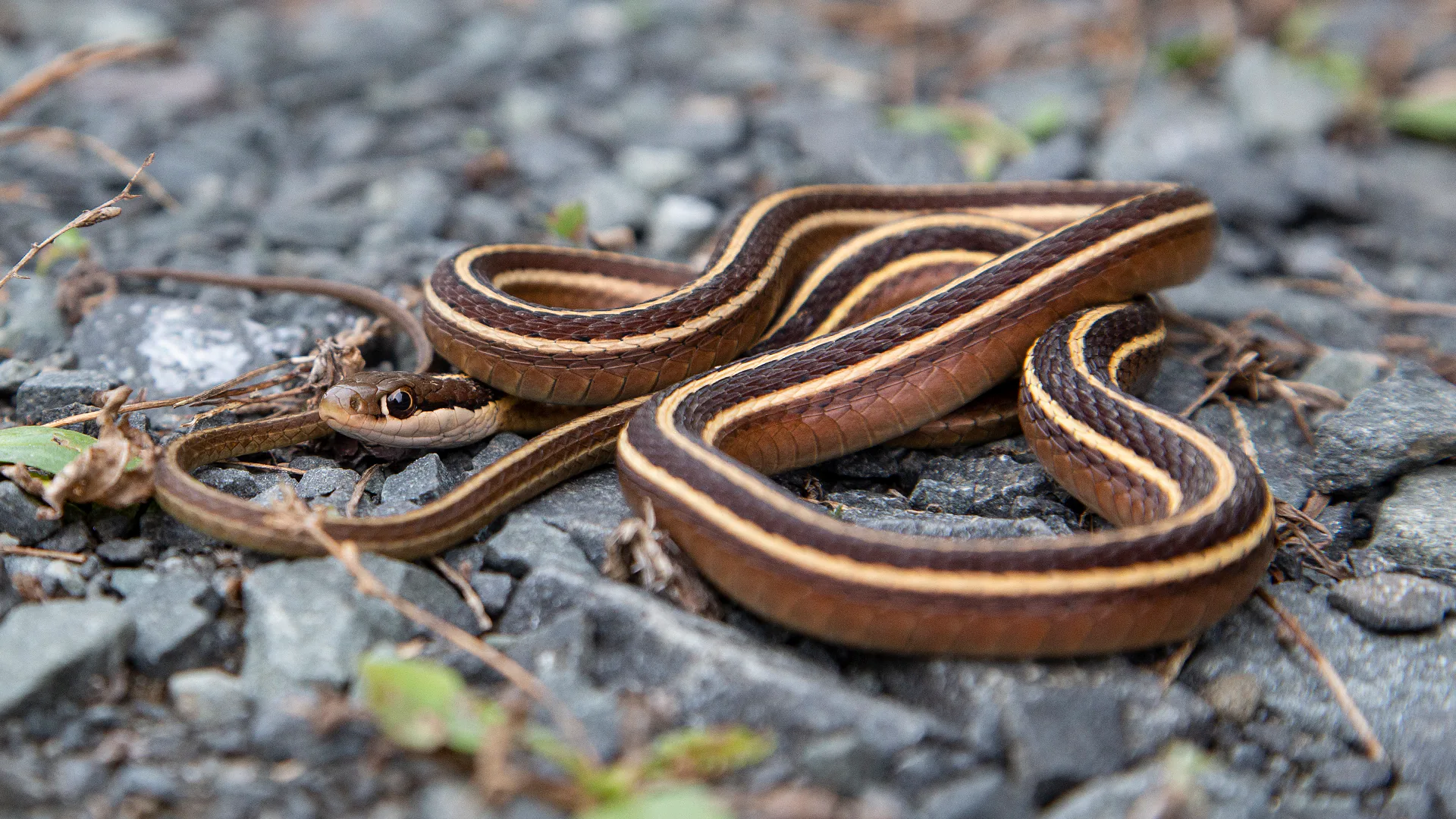 Eastern Ribbon Snake