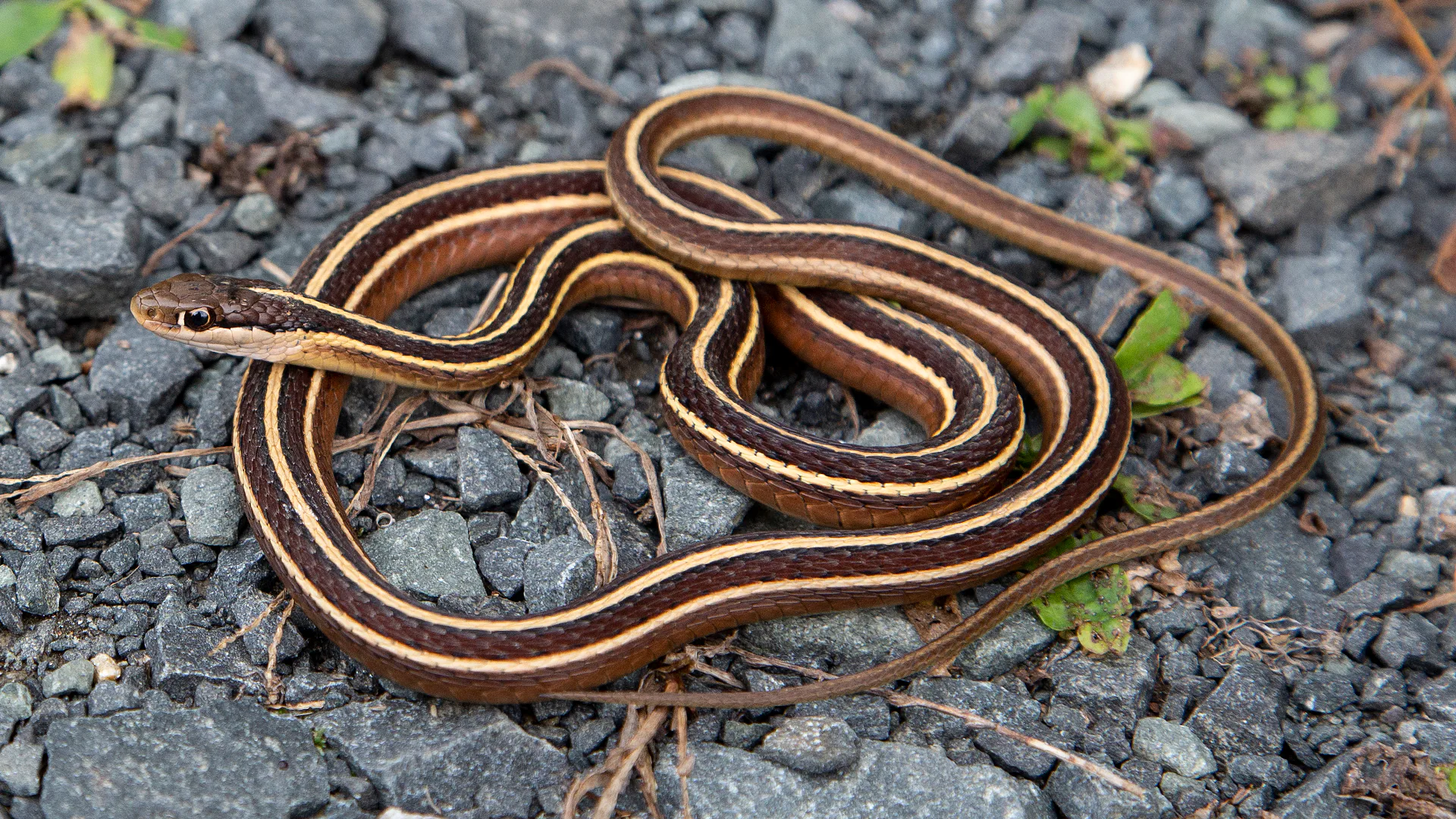 Eastern Ribbon Snake