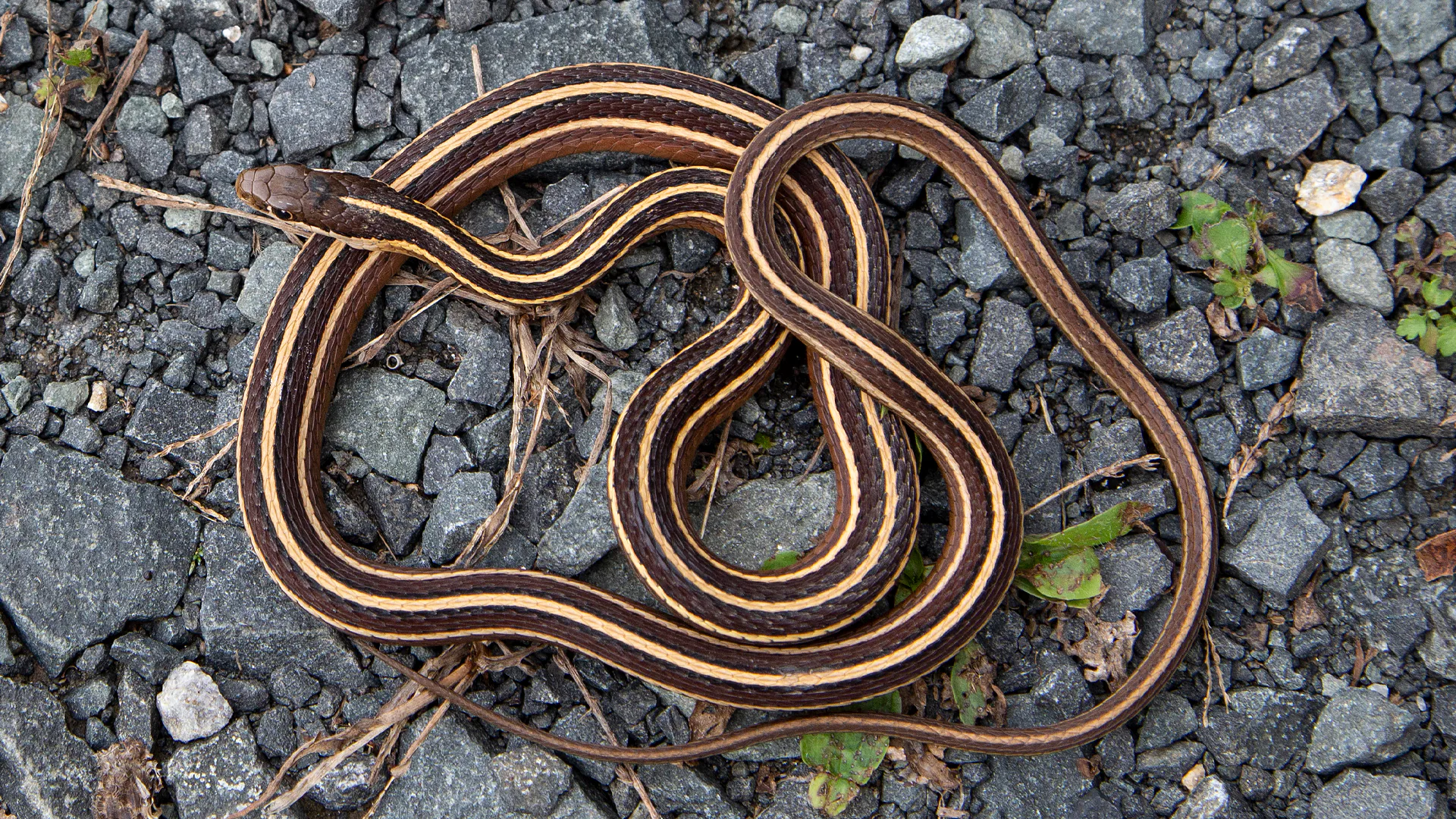 Eastern Ribbon Snake