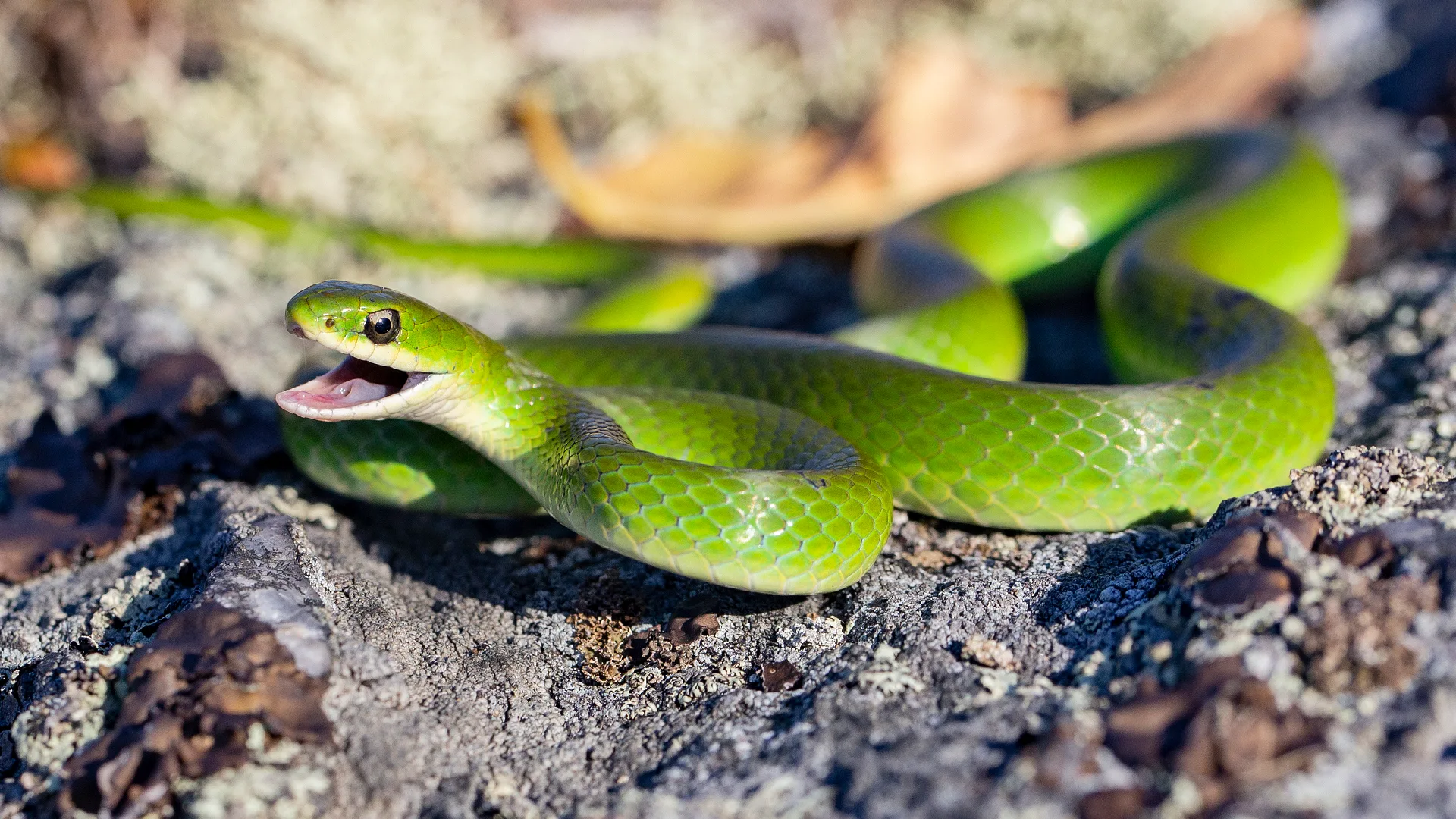 Smooth Green Snake
