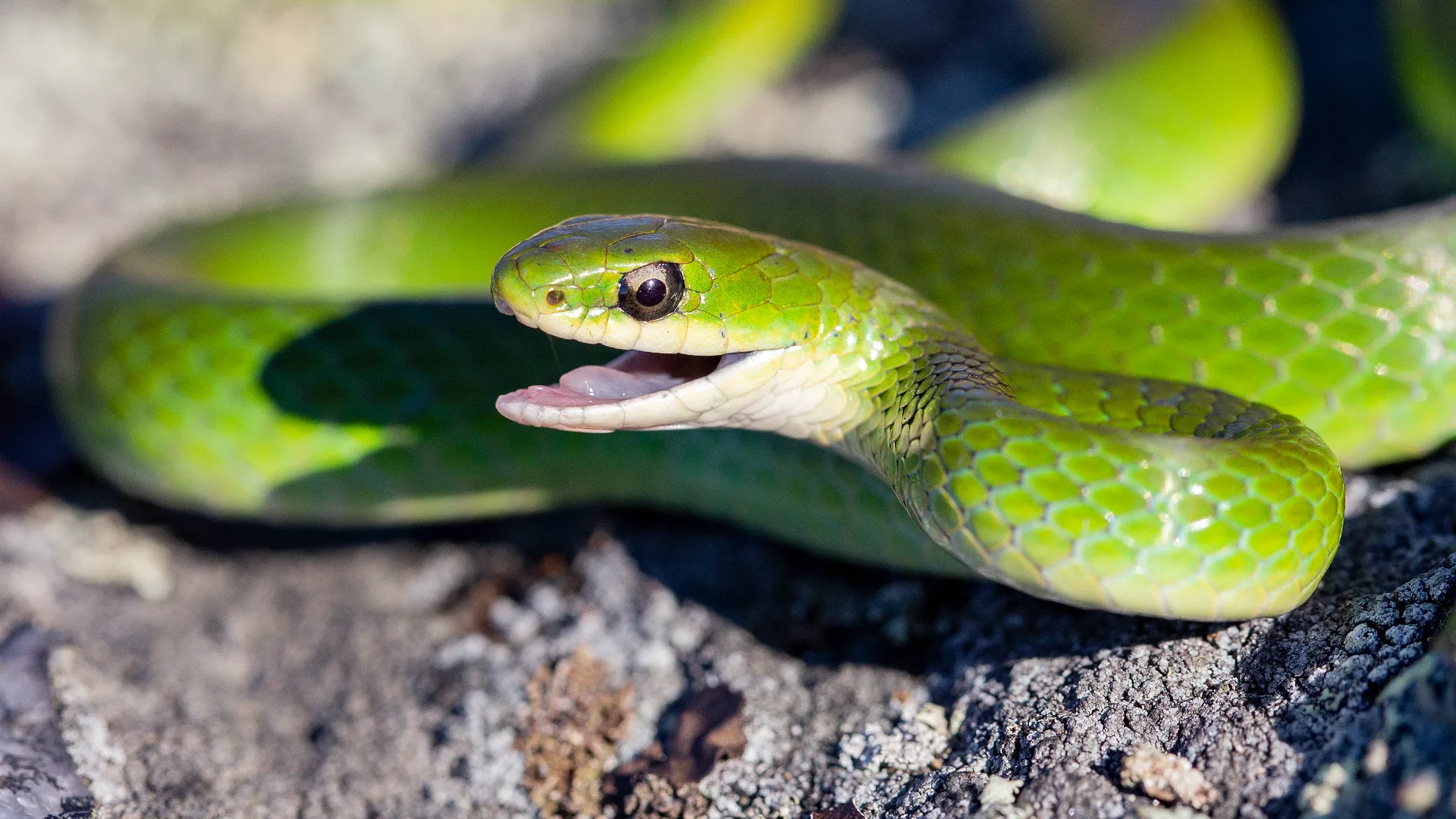 Smooth Green Snake