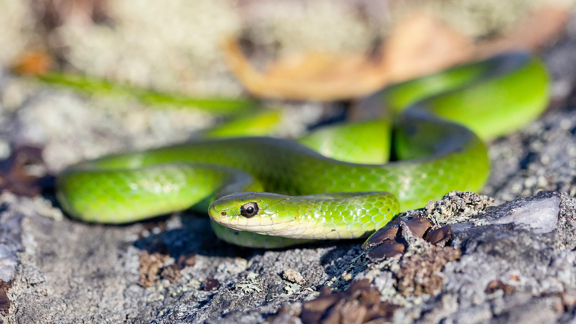 Smooth Green Snake