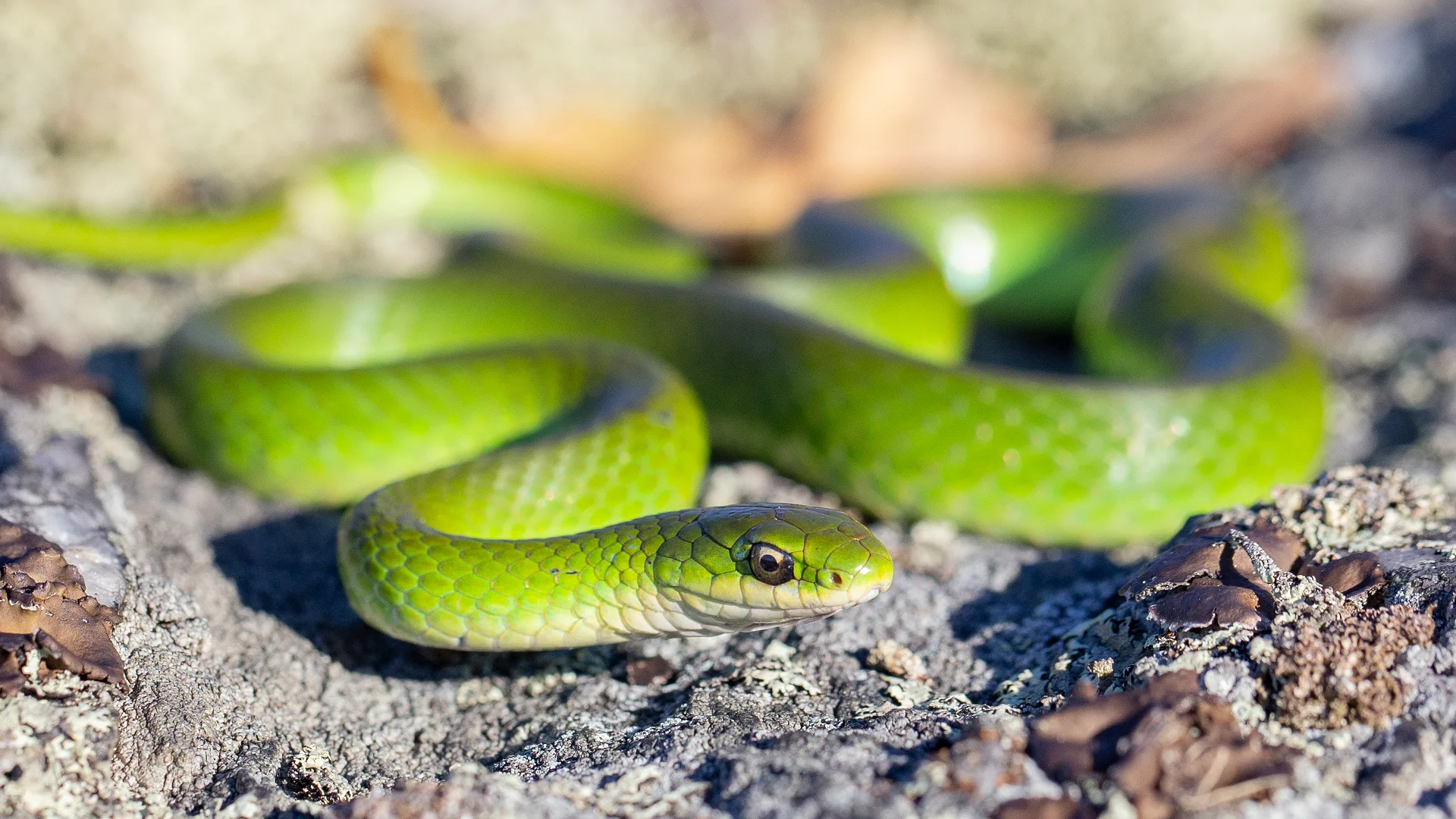 Smooth Green Snake