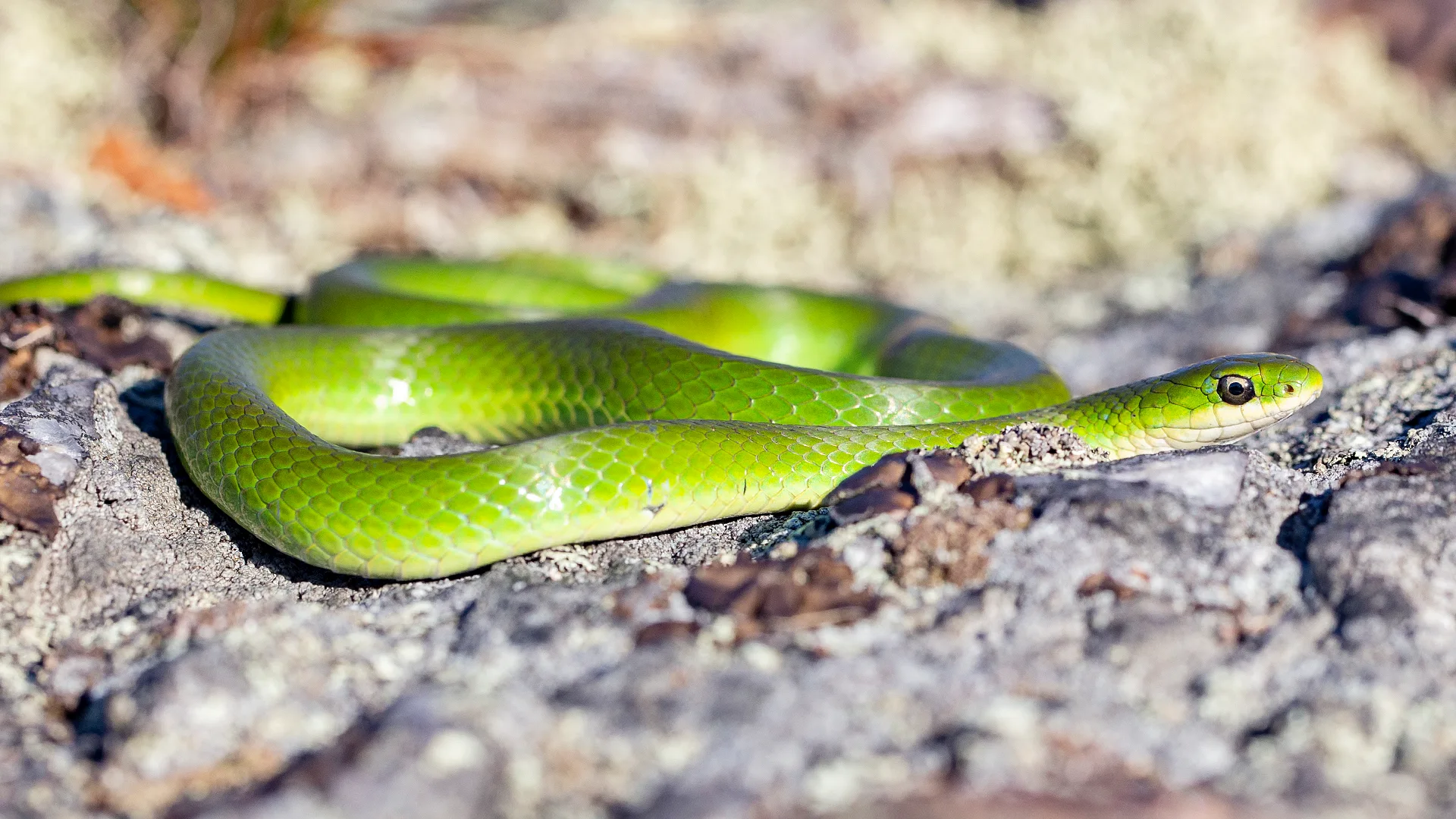 Smooth Green Snake