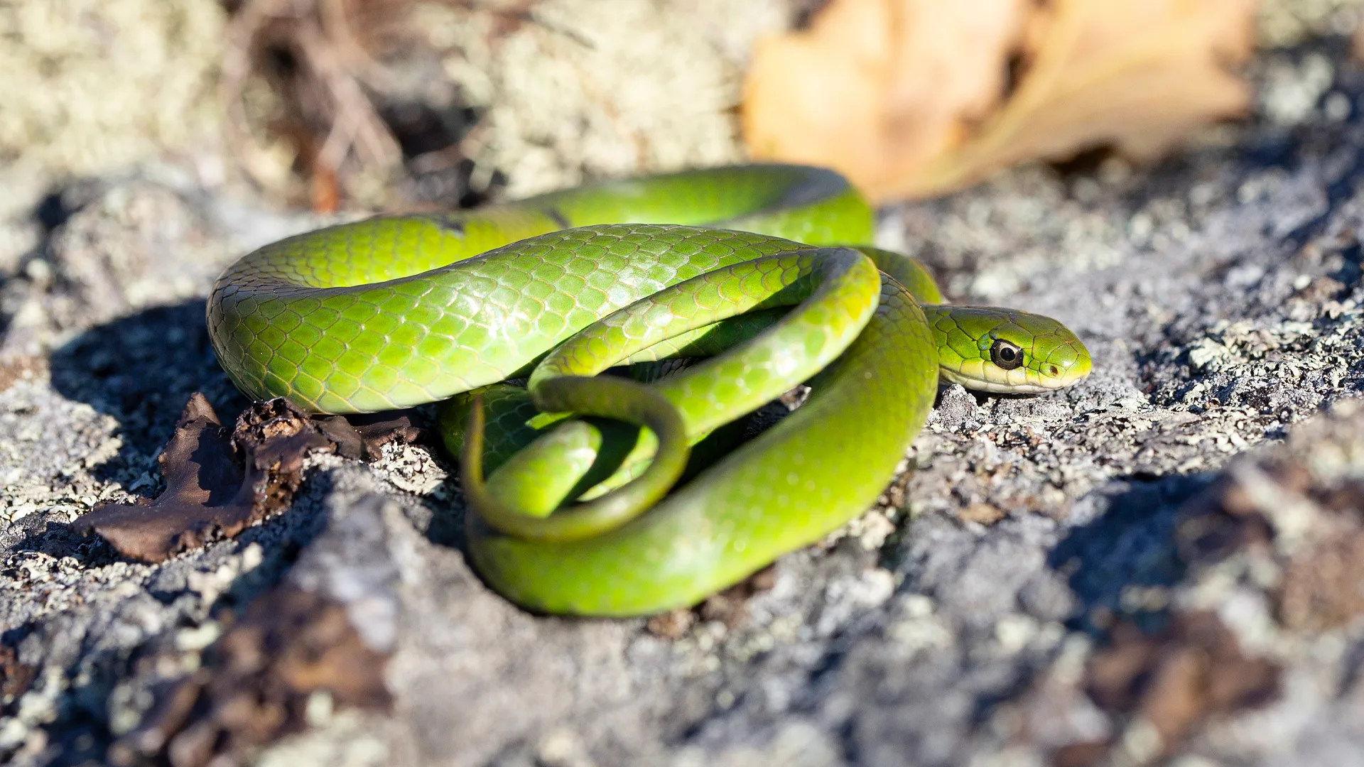 Smooth Green Snake