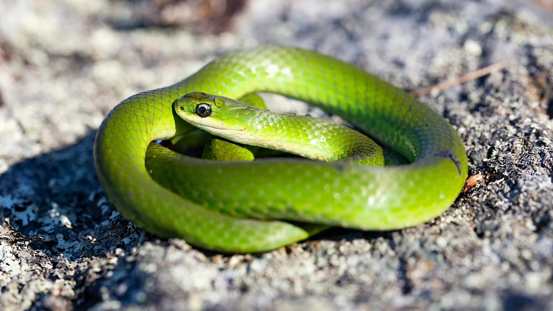 Smooth Green Snake