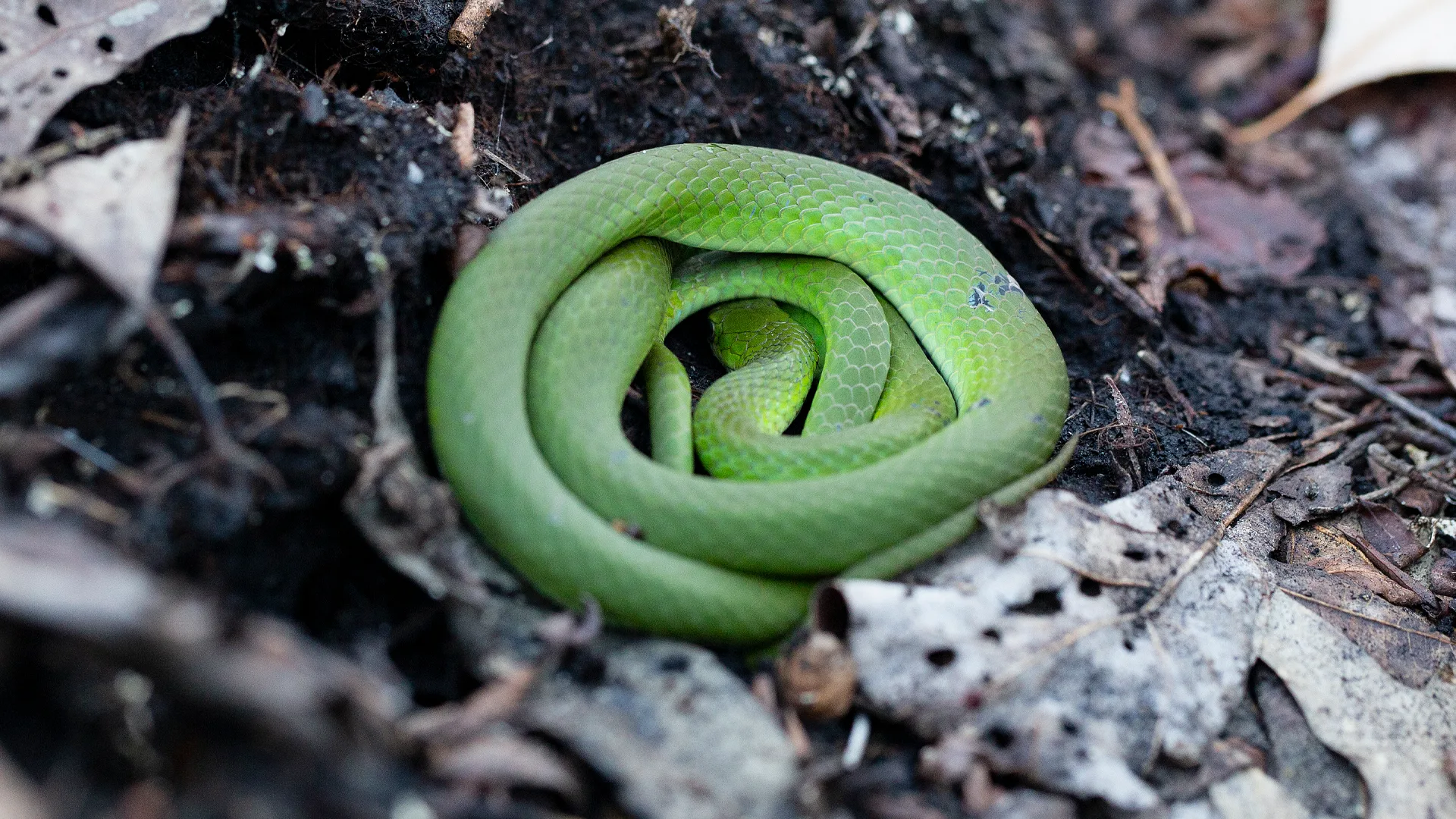 Smooth Green Snake