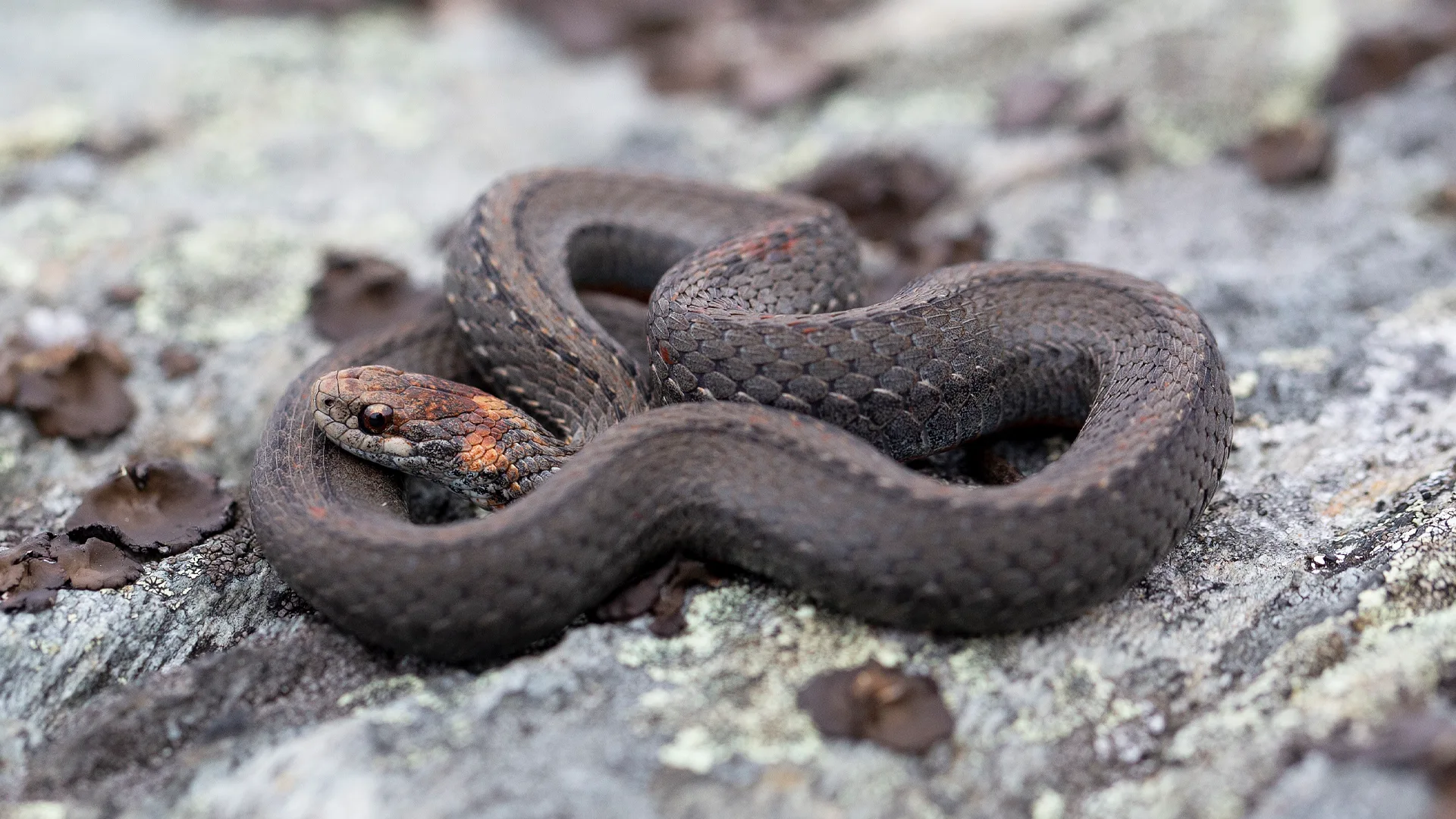 Northern Redbelly Snake