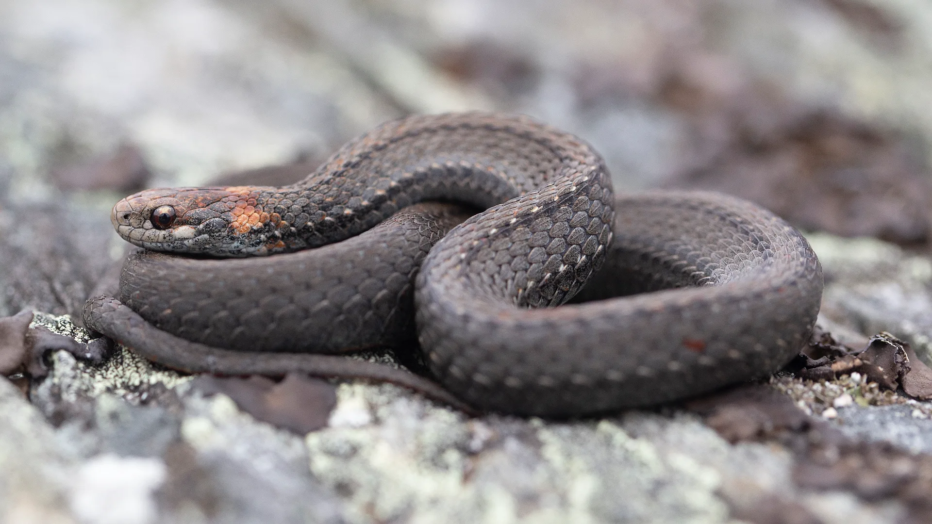 Northern Redbelly Snake