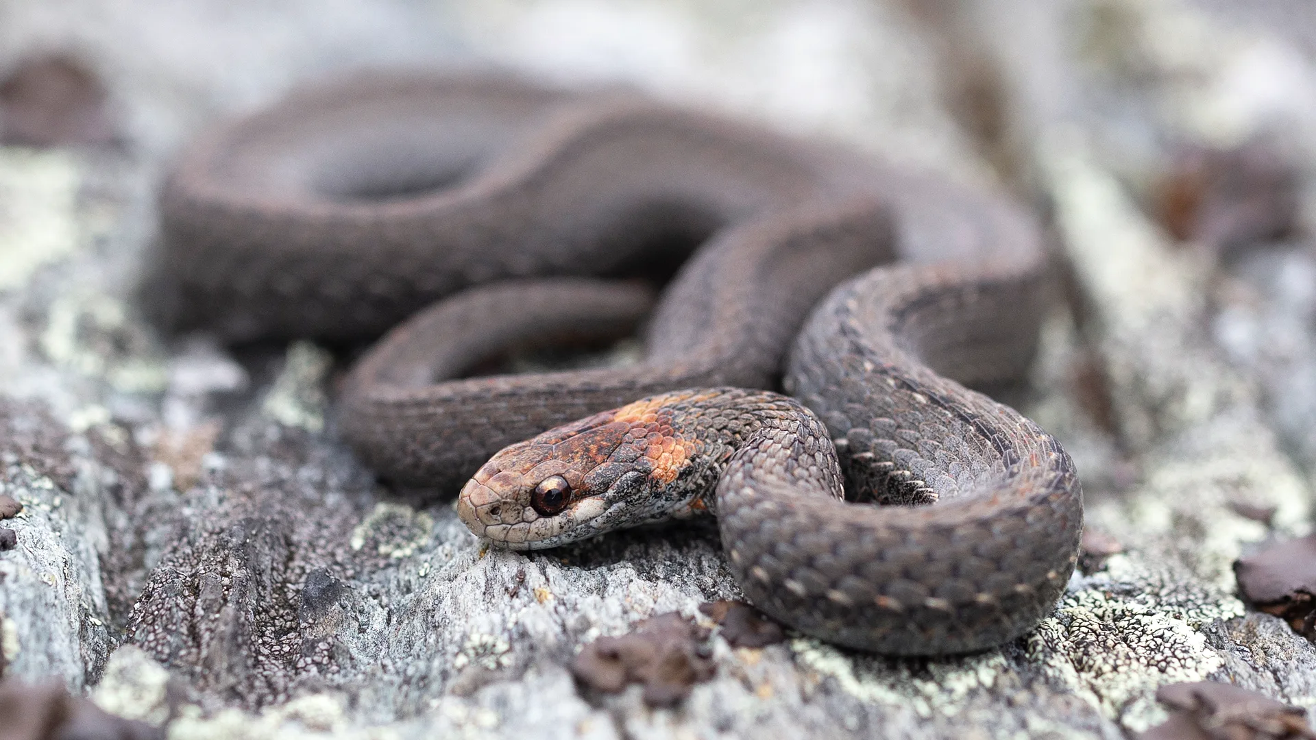 Northern Redbelly Snake