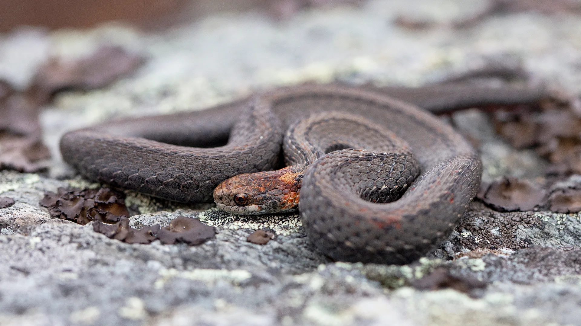 Northern Redbelly Snake