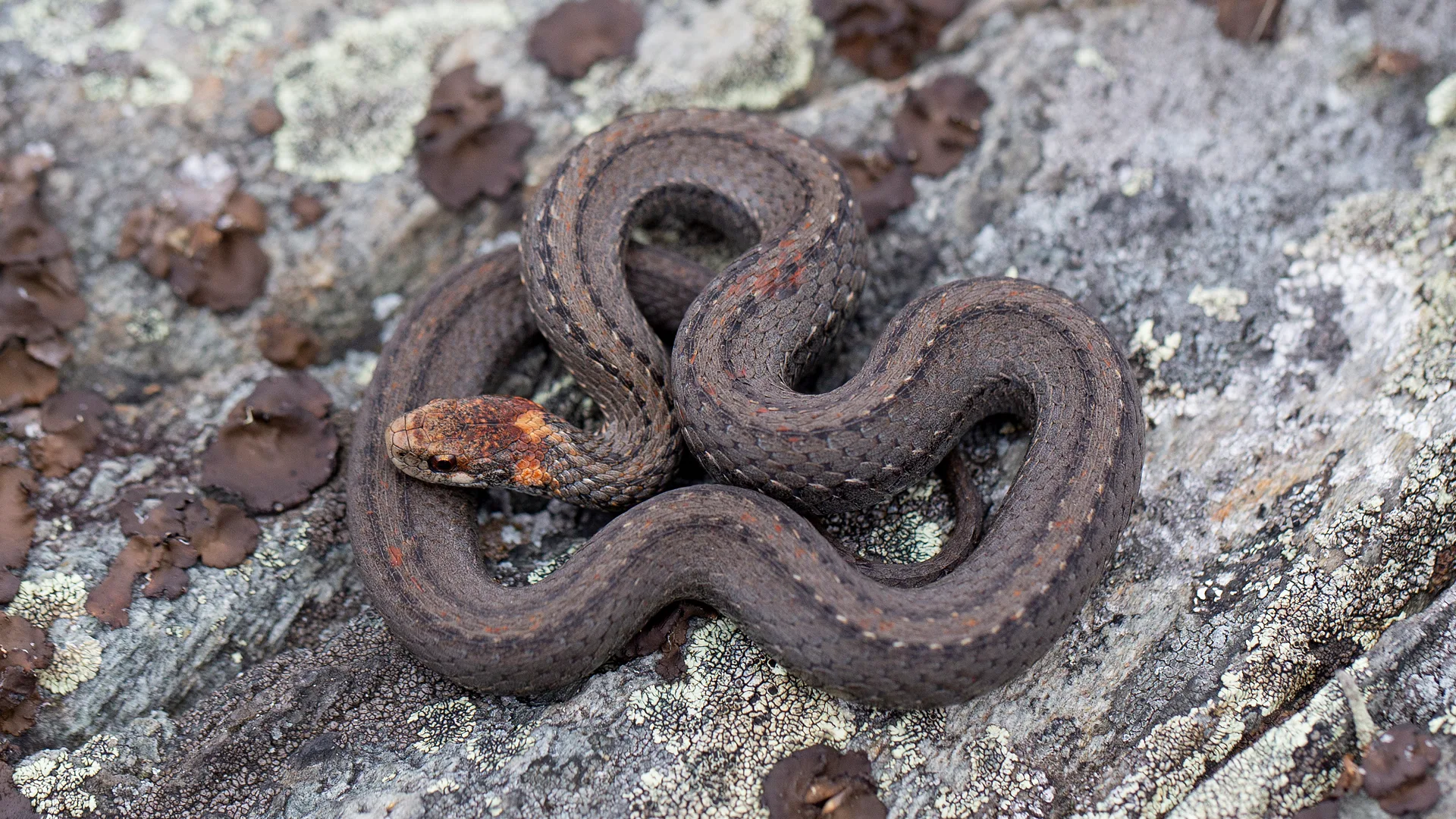 Northern Redbelly Snake
