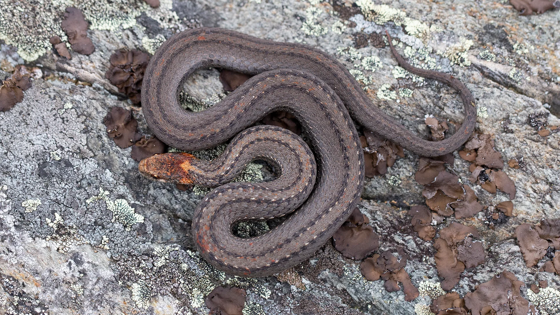 Northern Redbelly Snake