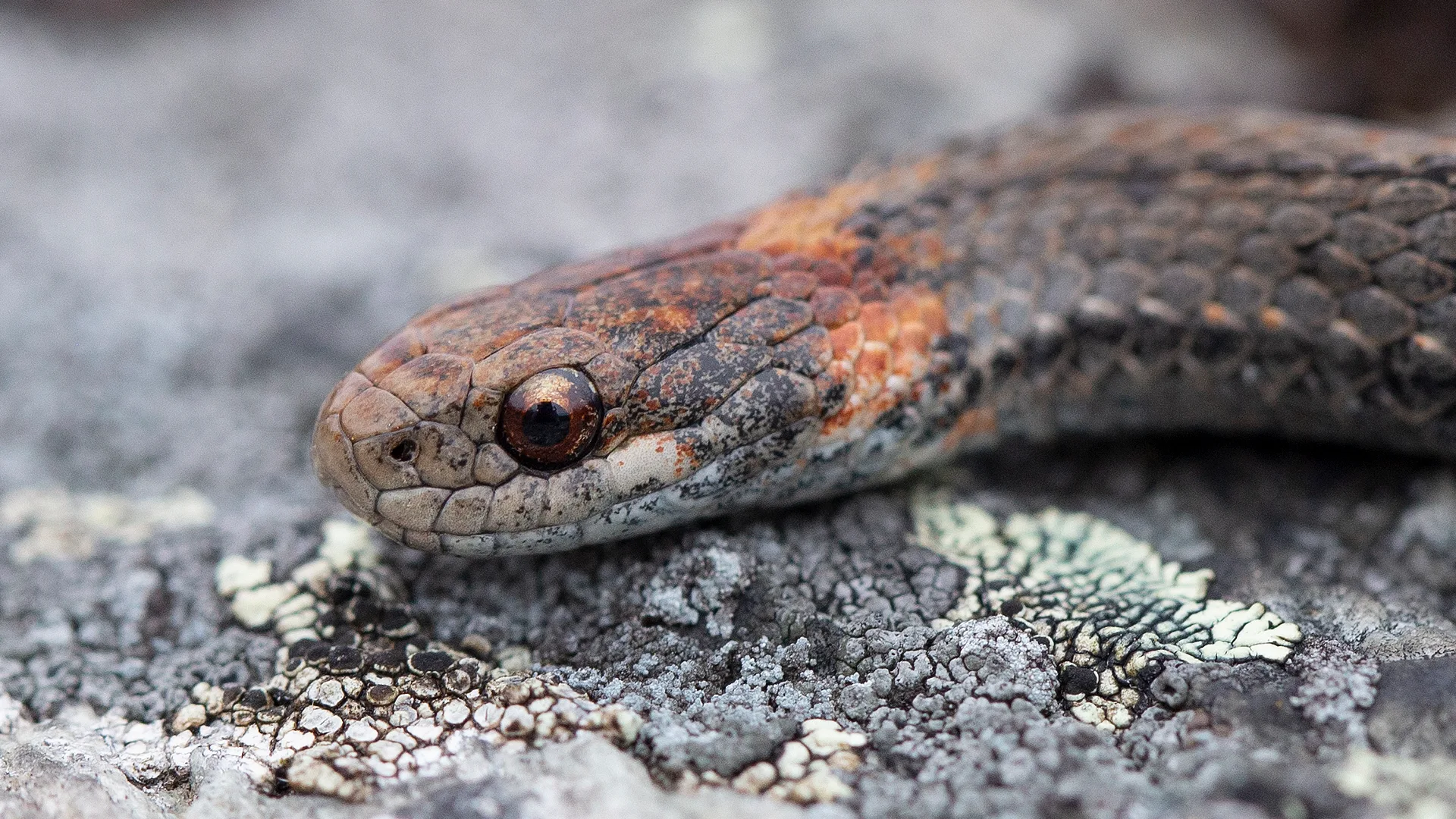 Northern Redbelly Snake