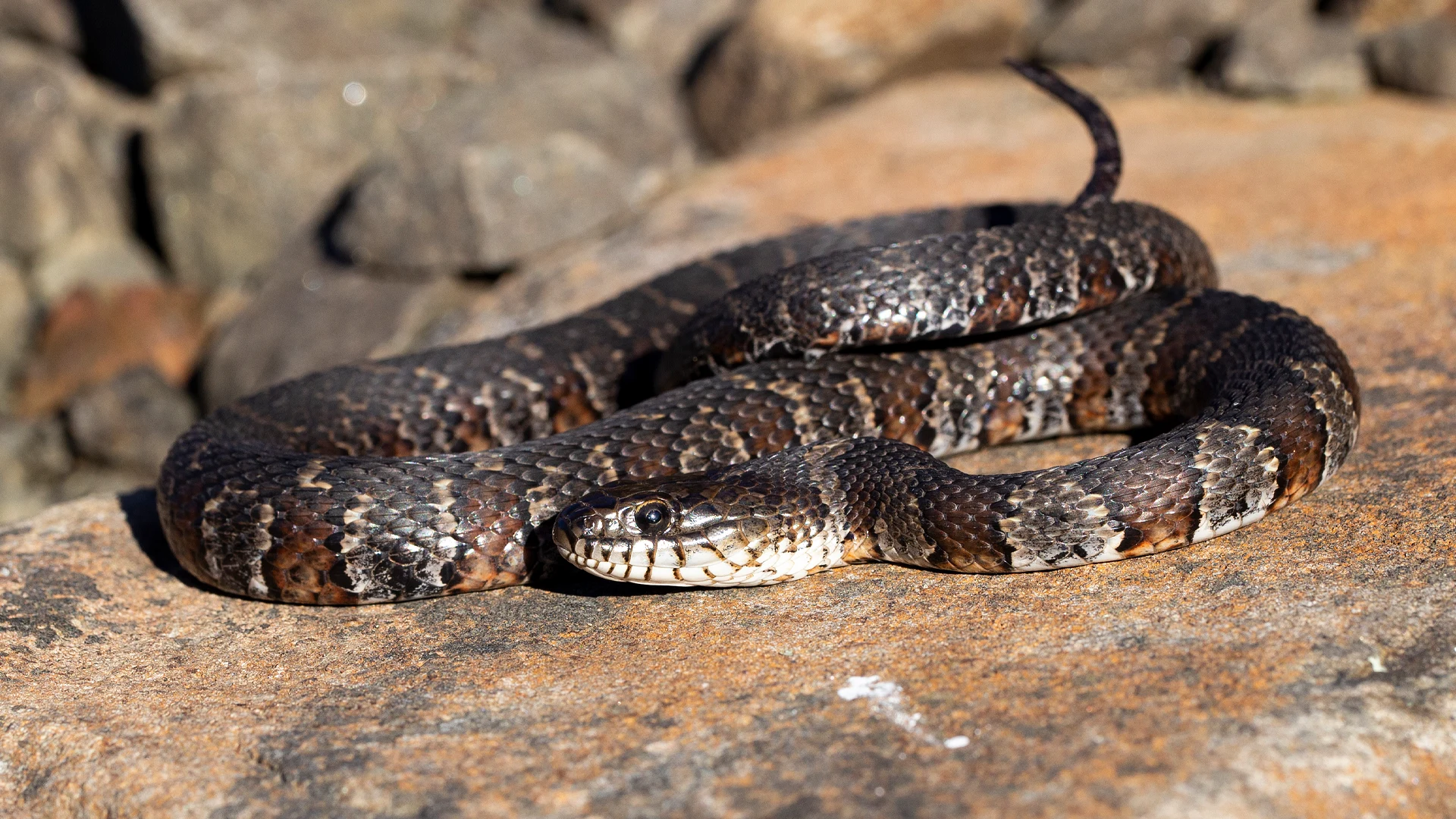 Northern Water Snake