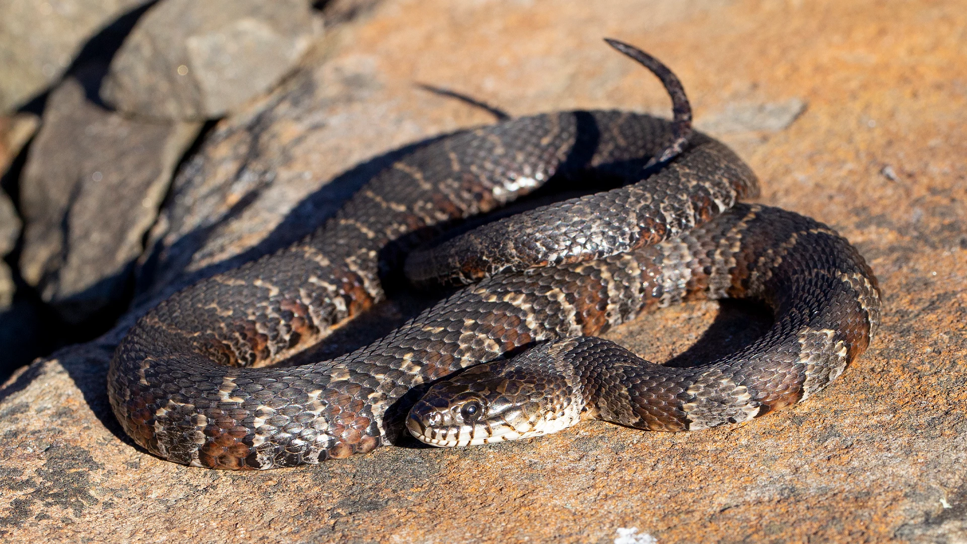 Northern Water Snake