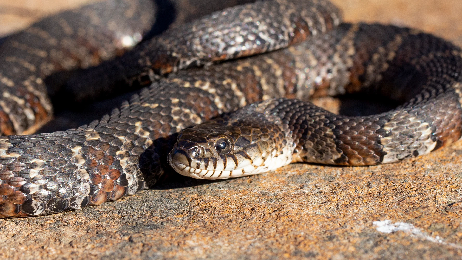 Northern Water Snake