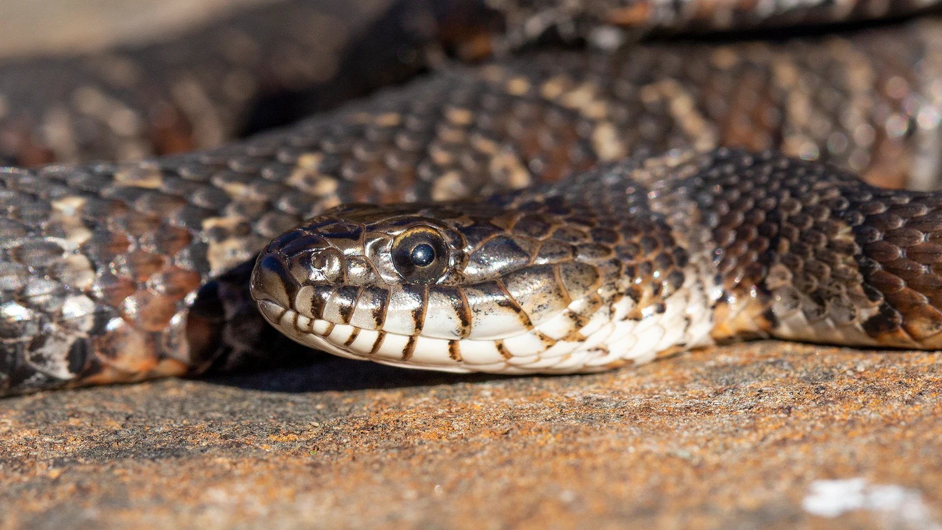 Northern Water Snake