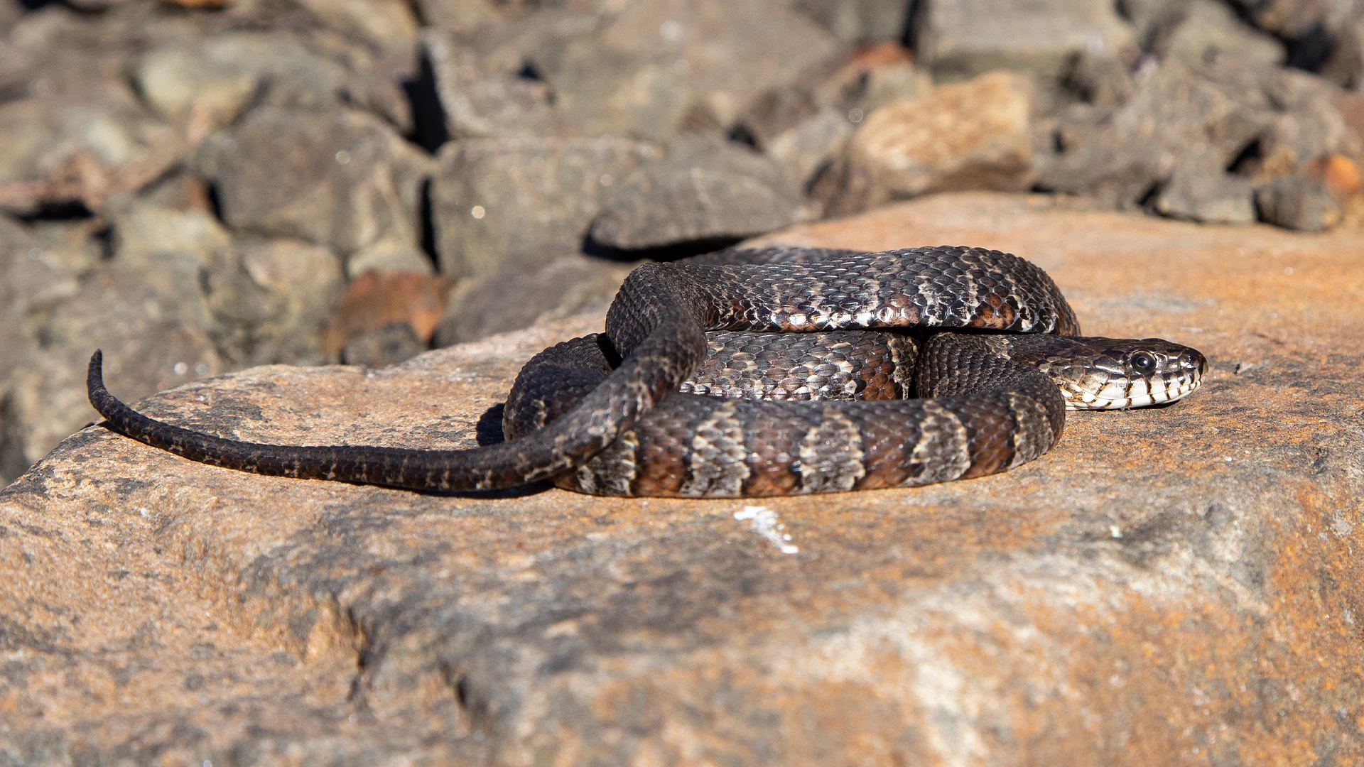 Northern Water Snake