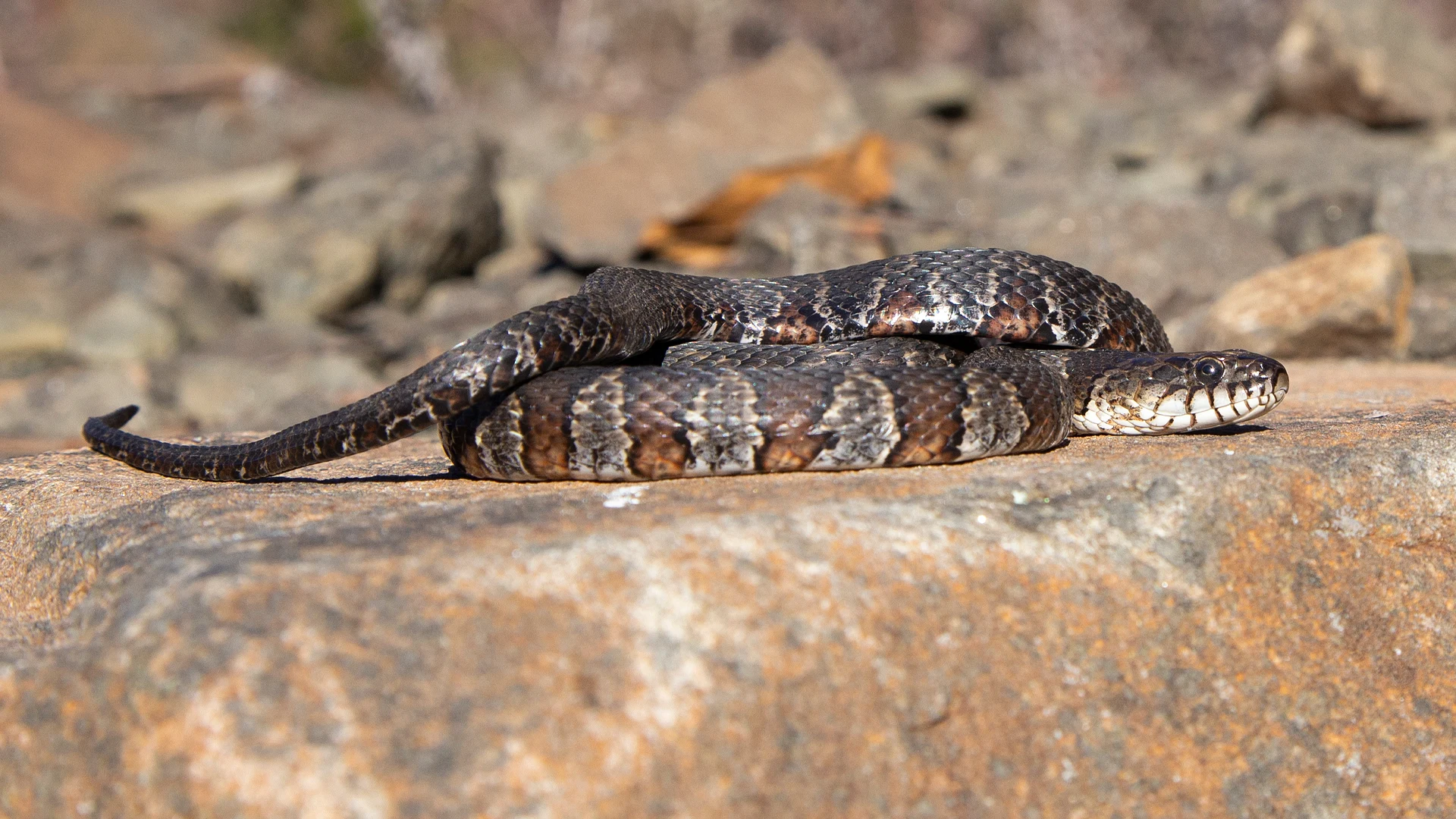 Northern Water Snake