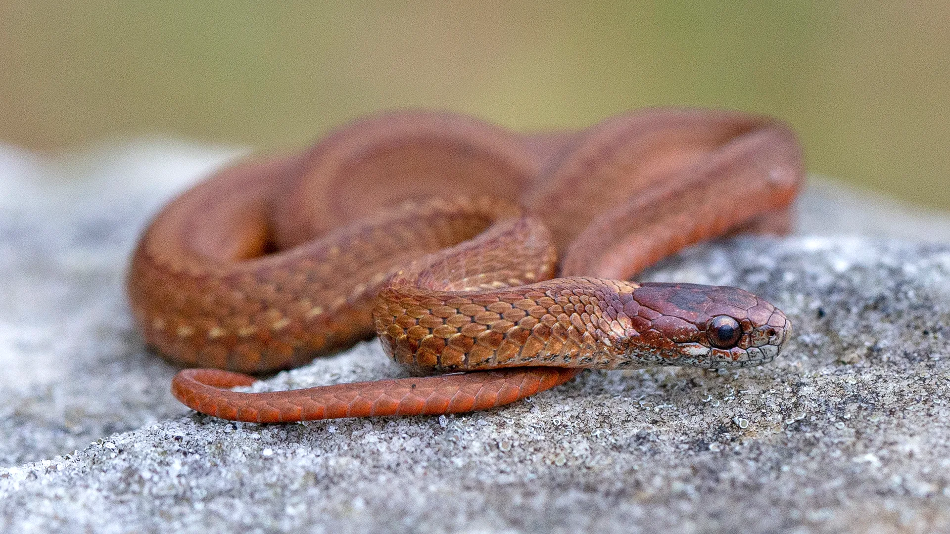 Northern Redbelly Snake