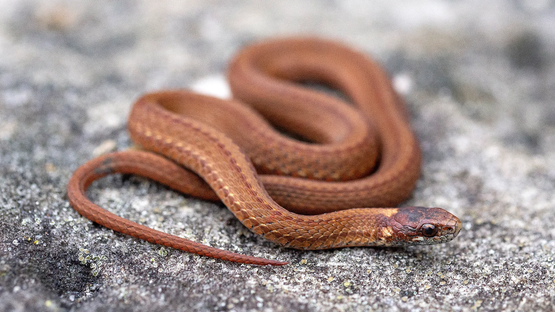 Northern Redbelly Snake