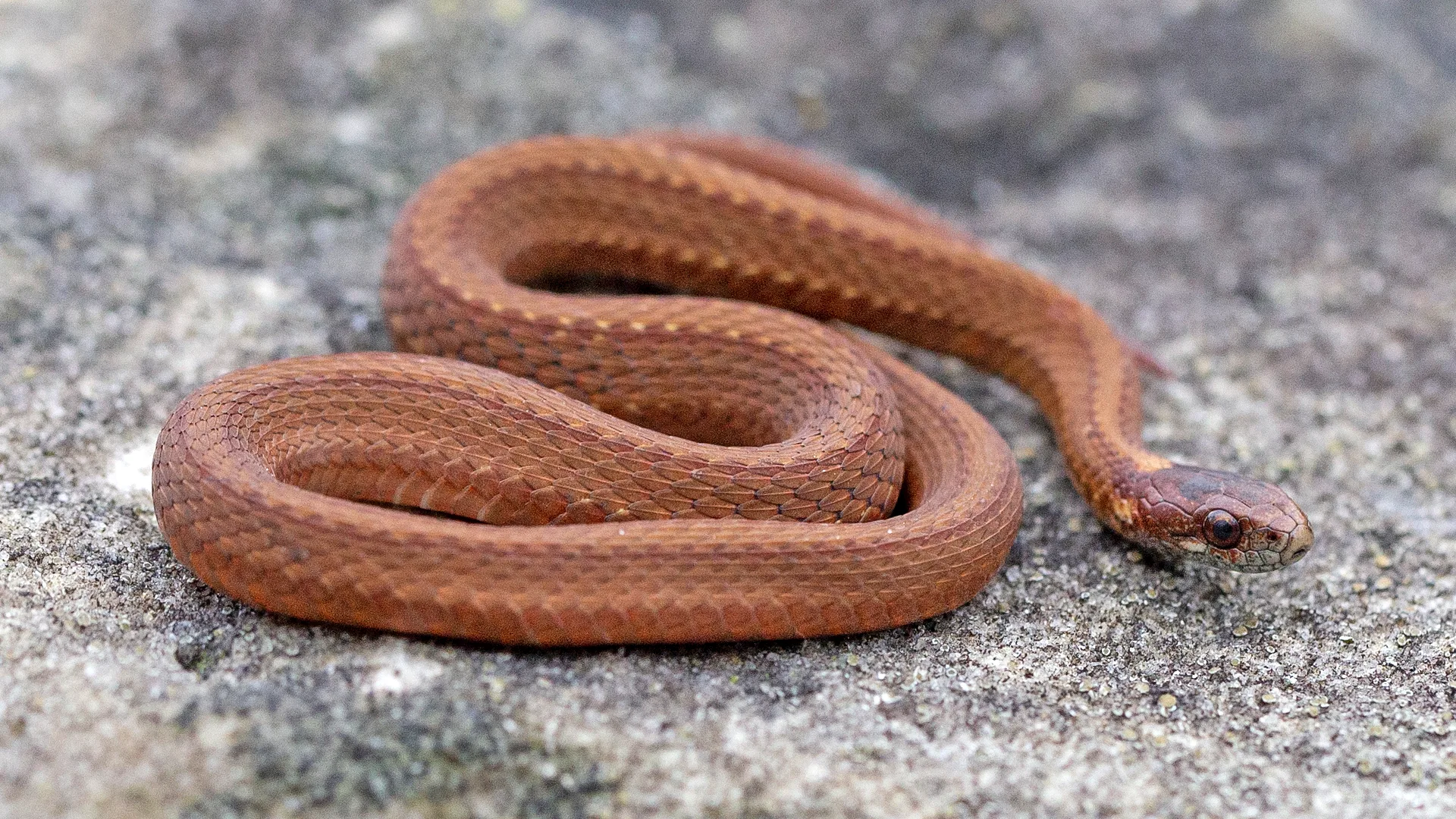 Northern Redbelly Snake