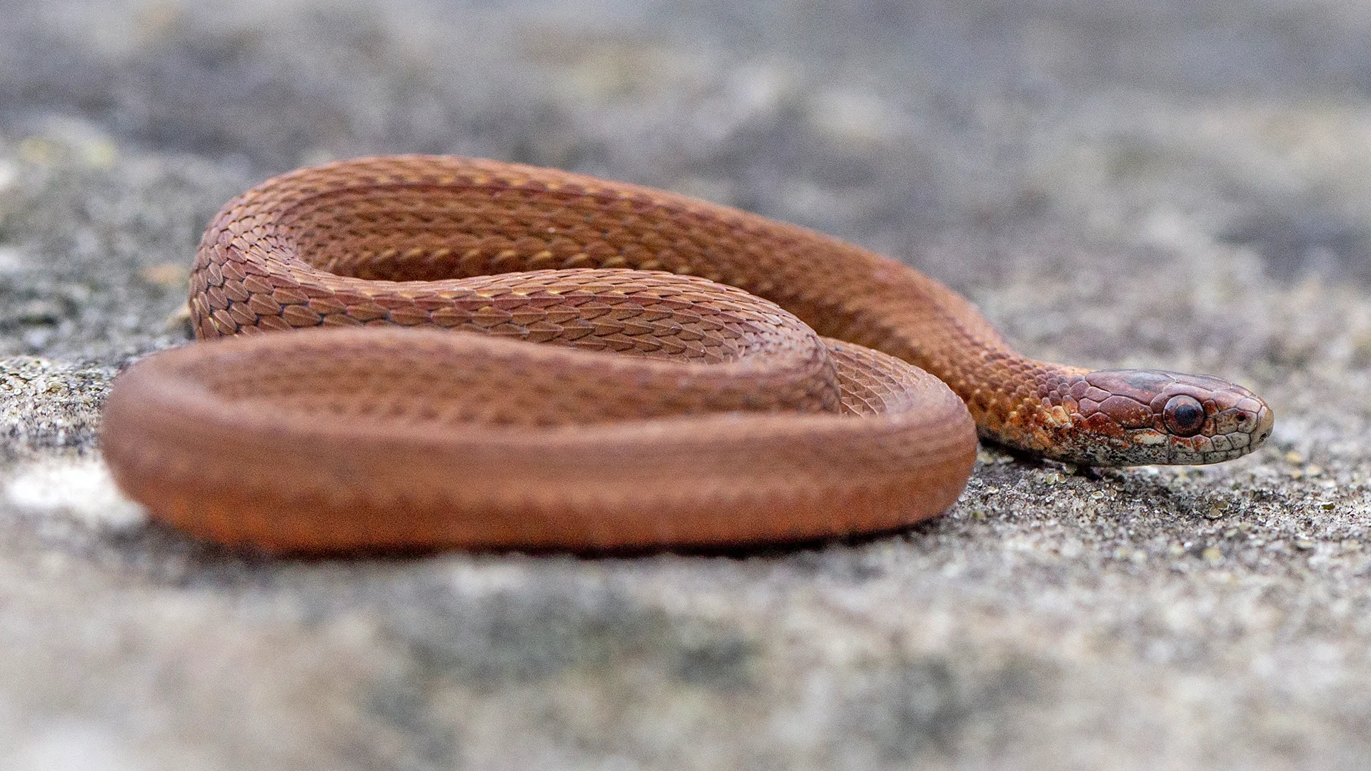 Northern Redbelly Snake