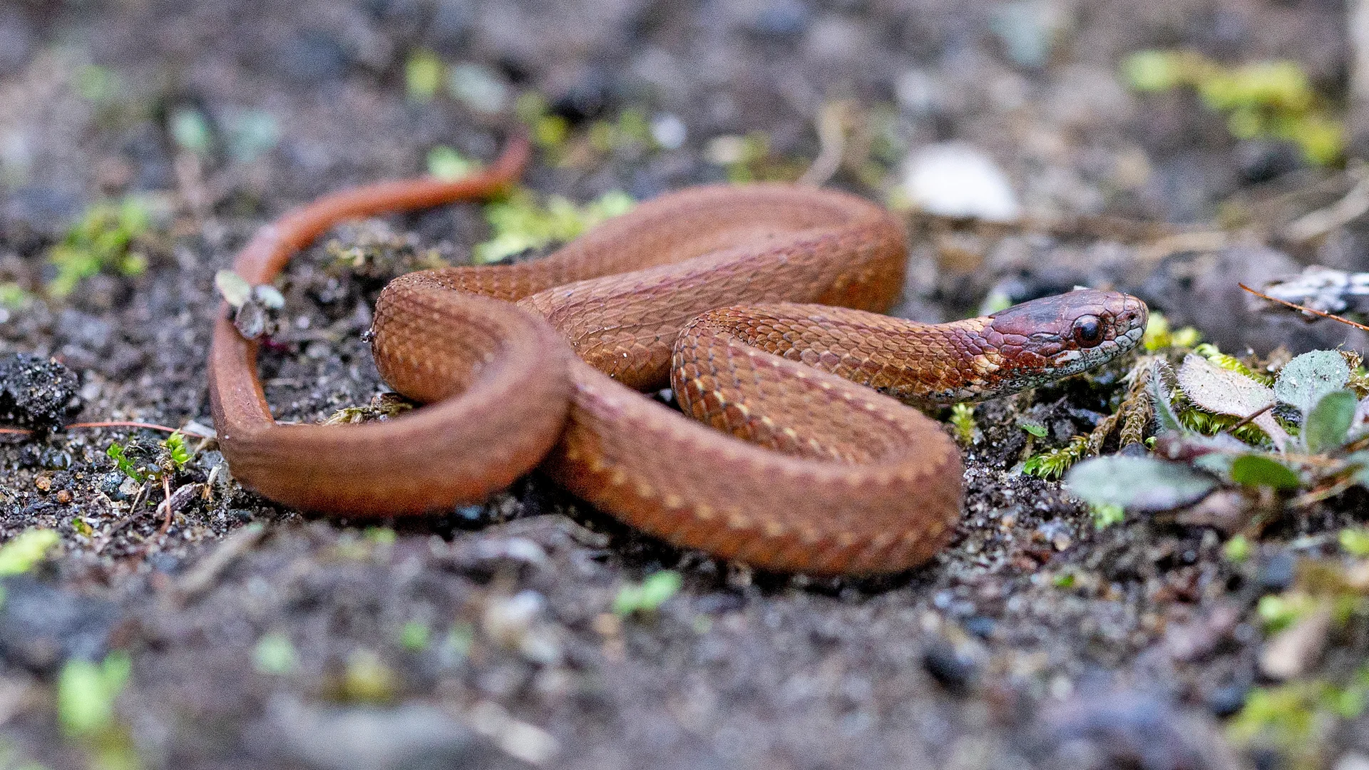 Northern Redbelly Snake