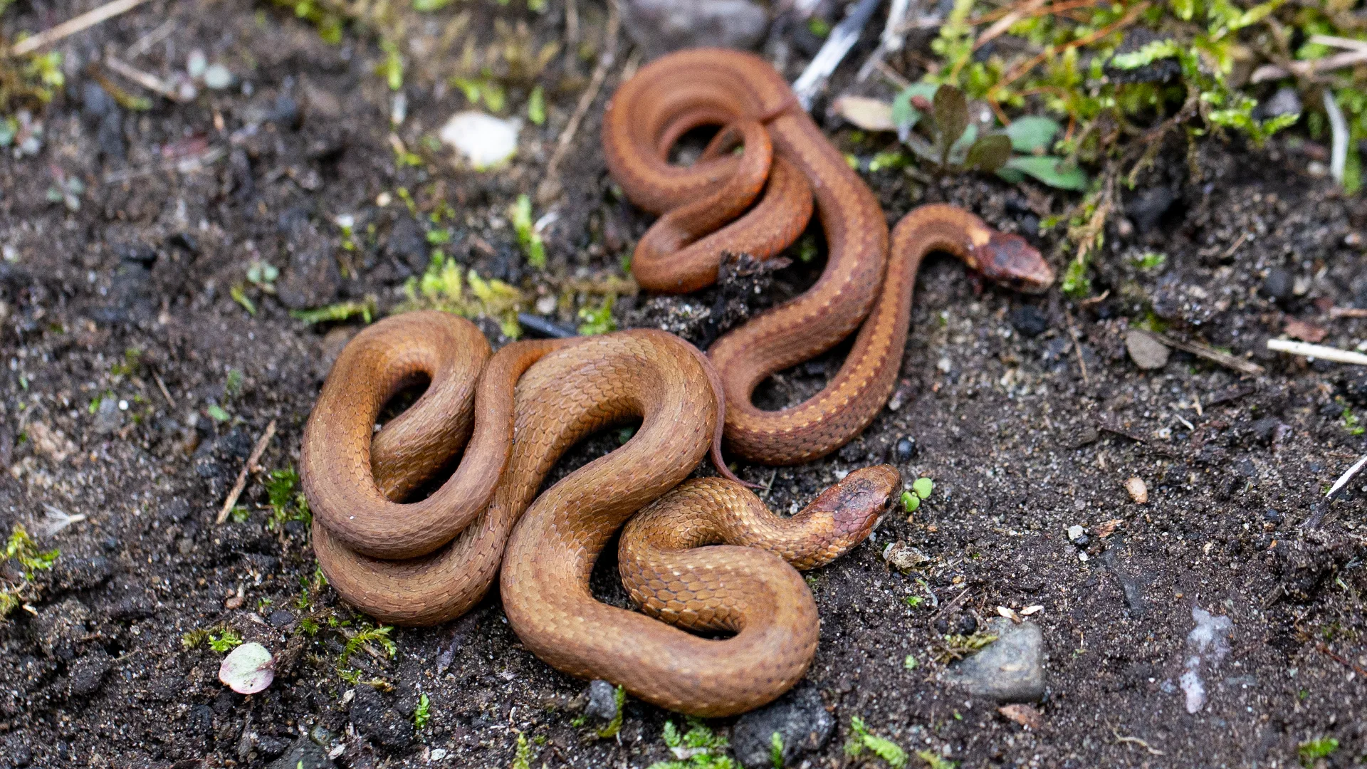 Northern Redbelly Snake