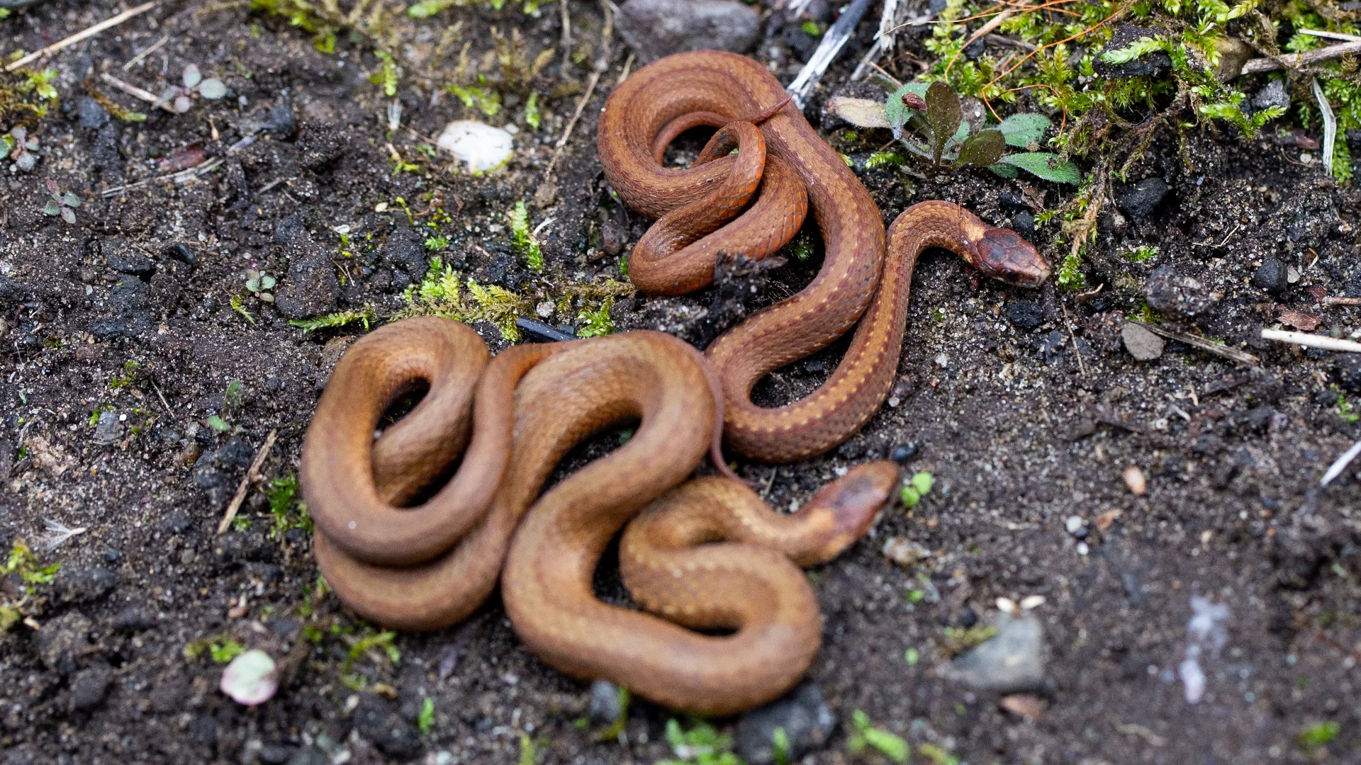 Northern Redbelly Snake