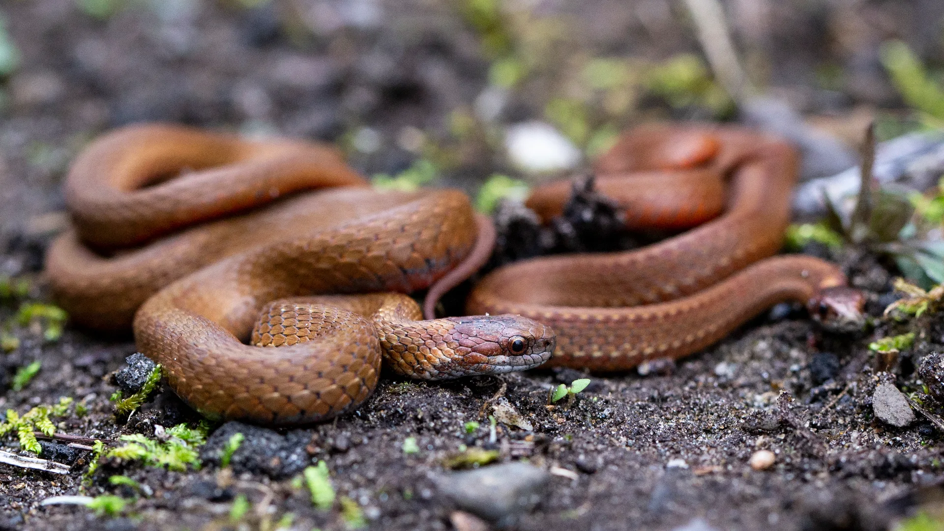 Northern Redbelly Snake