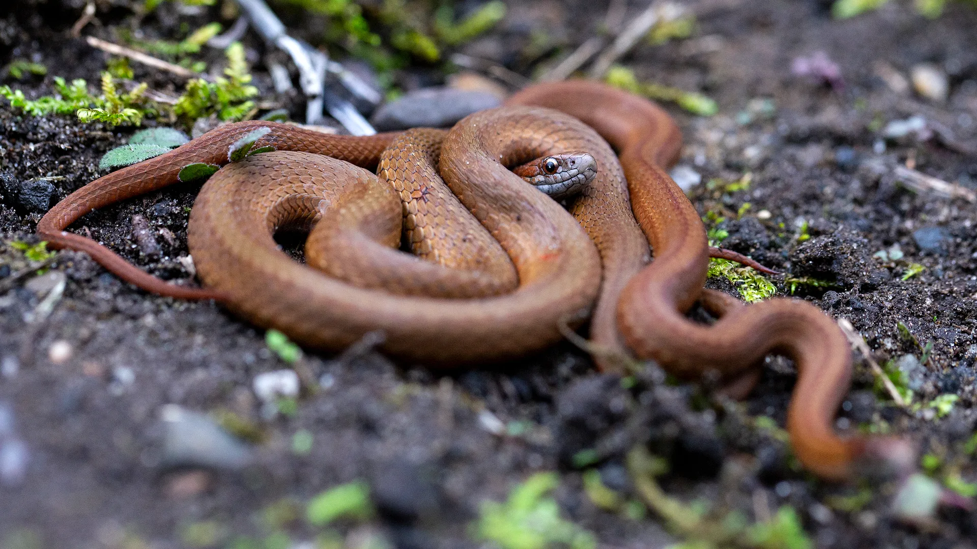 Northern Redbelly Snake