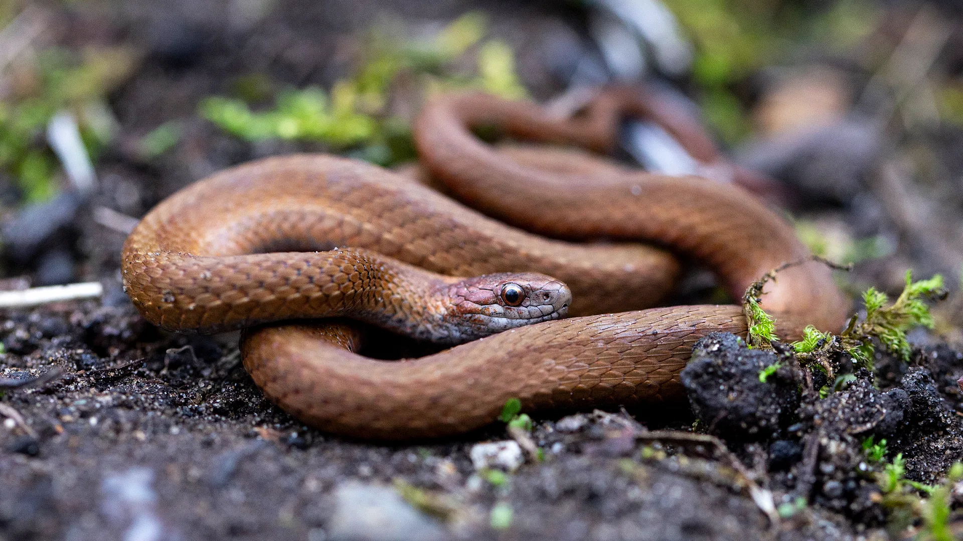 Northern Redbelly Snake