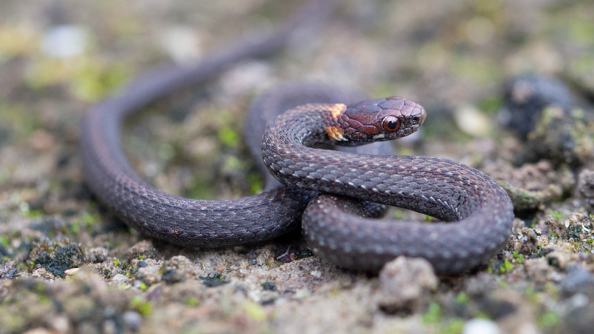 Northern Redbelly Snake