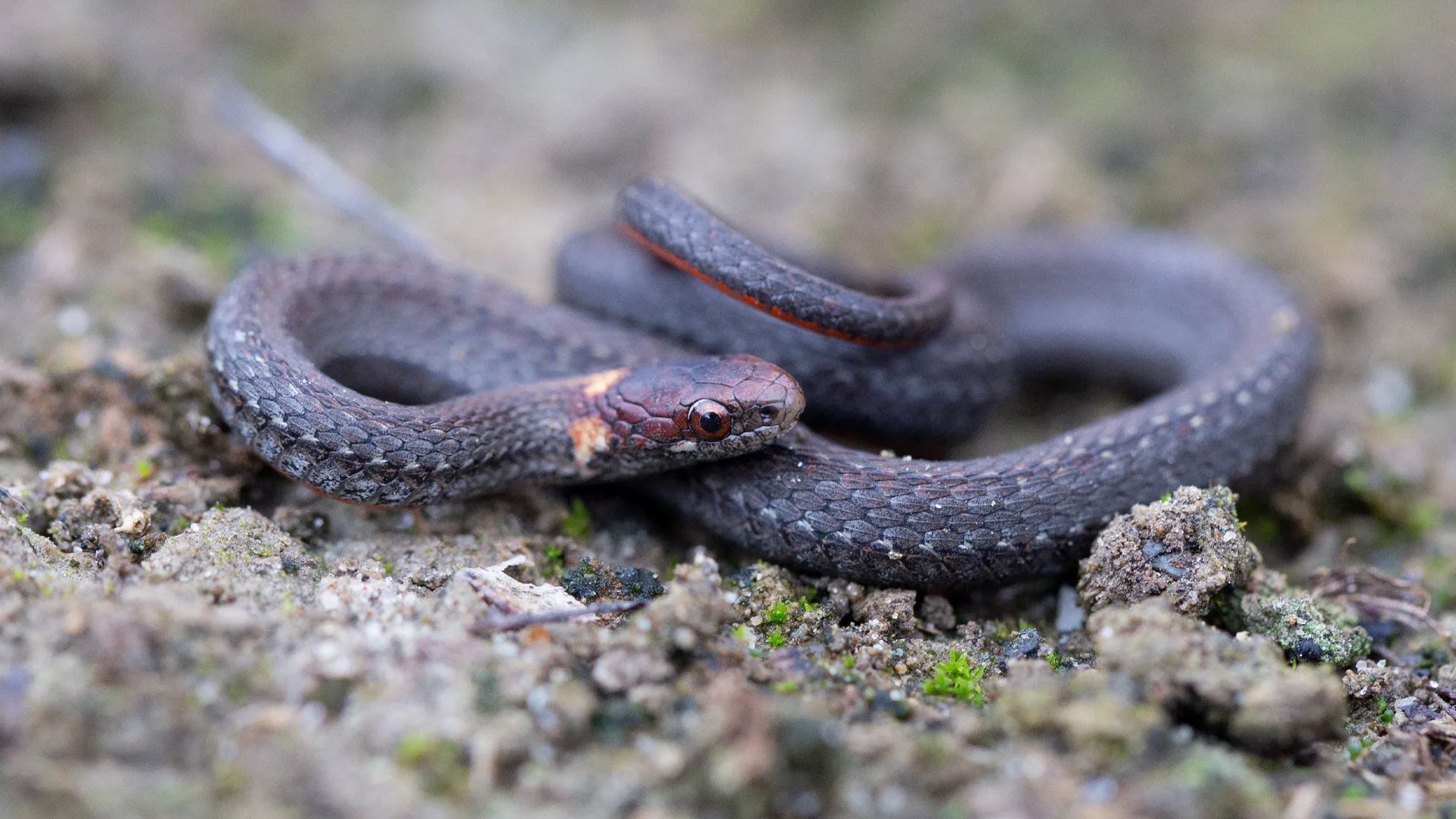 Northern Redbelly Snake