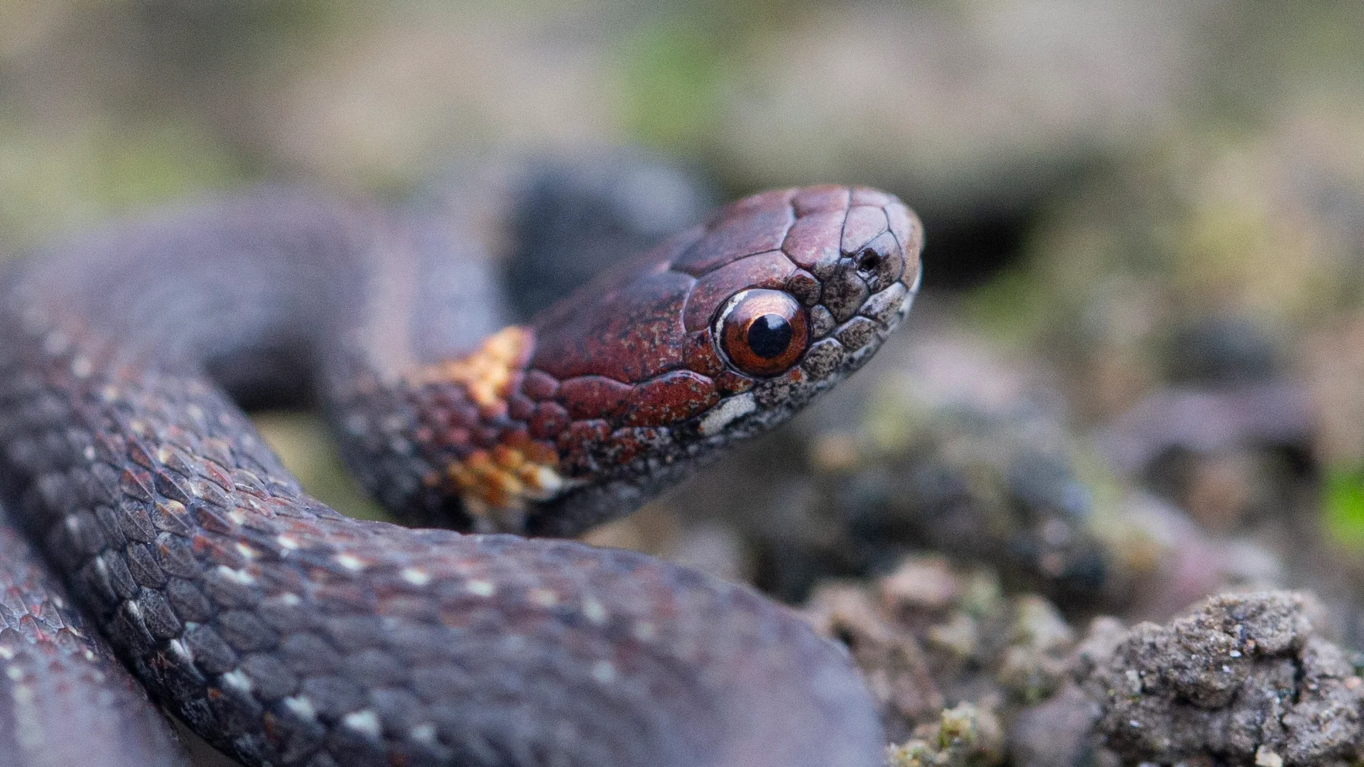 Northern Redbelly Snake