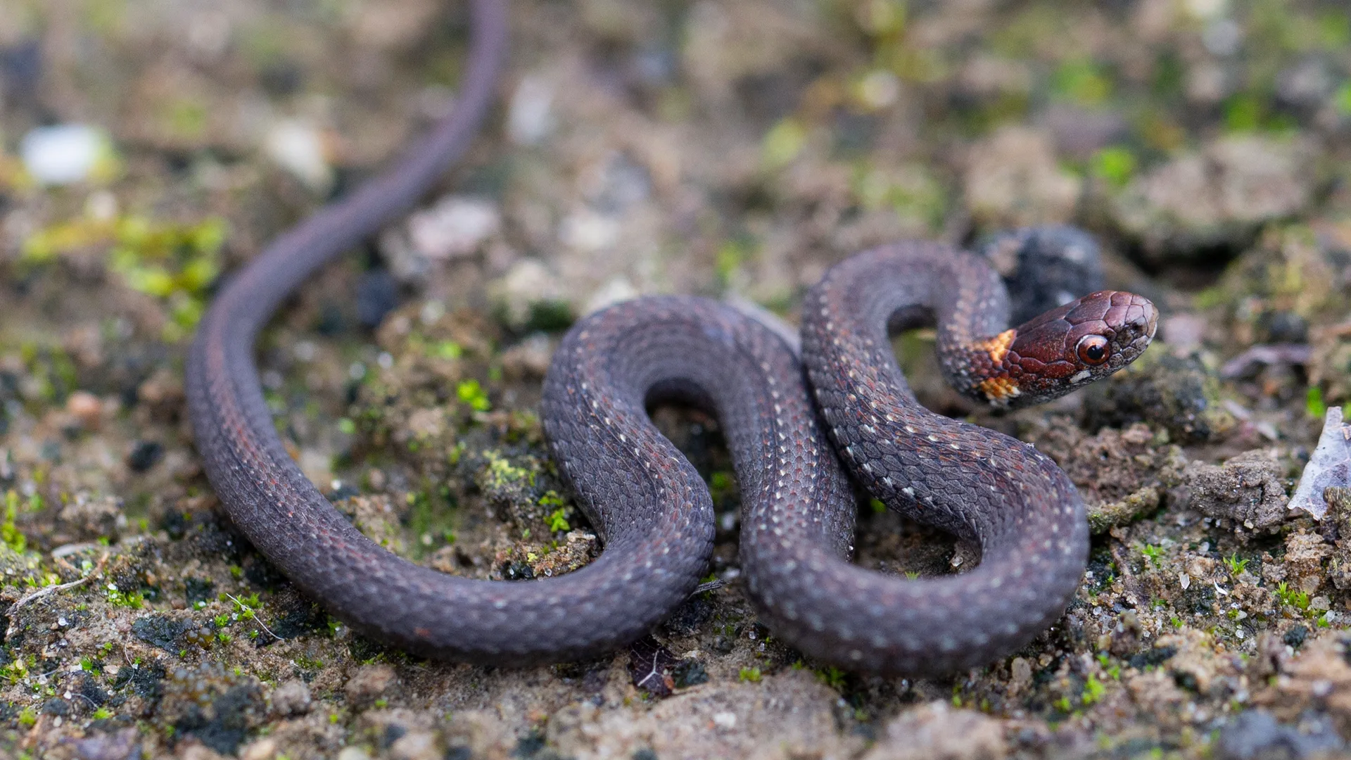 Northern Redbelly Snake