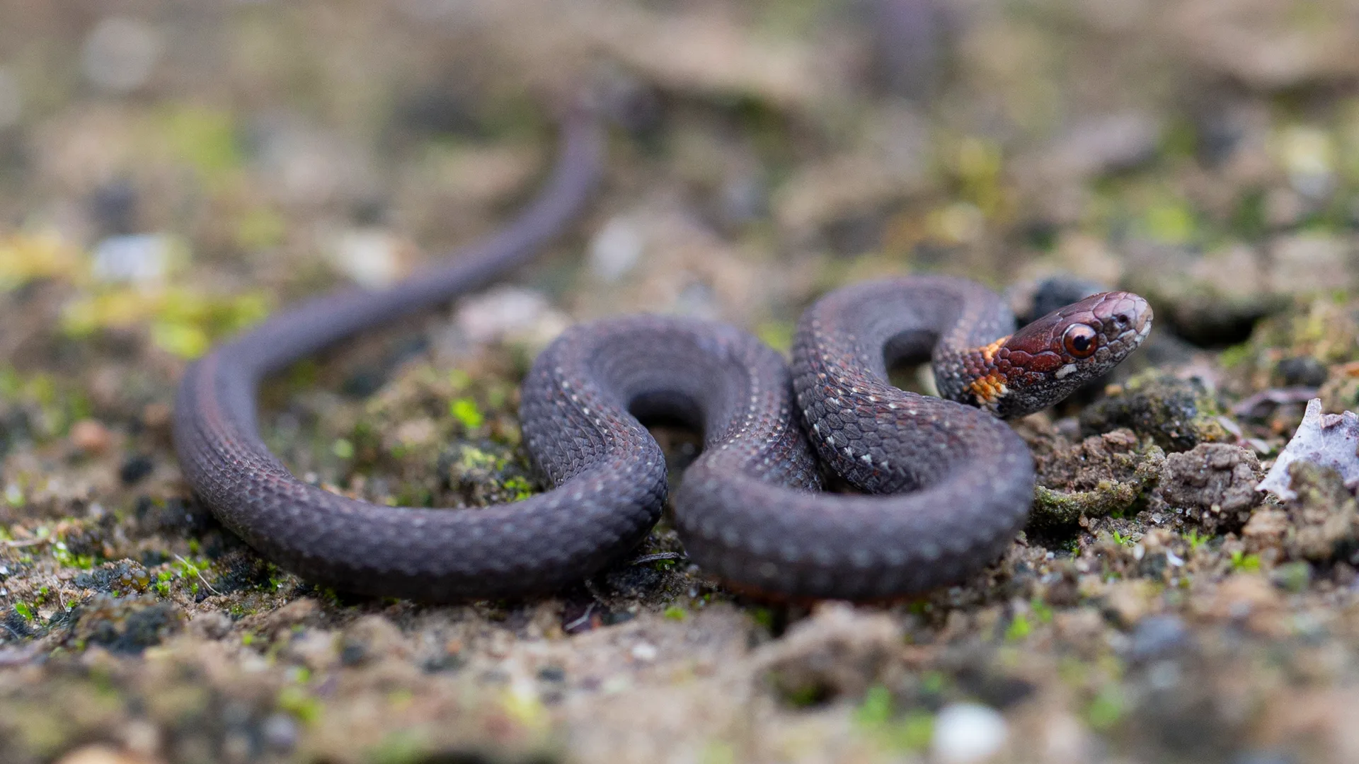 Northern Redbelly Snake