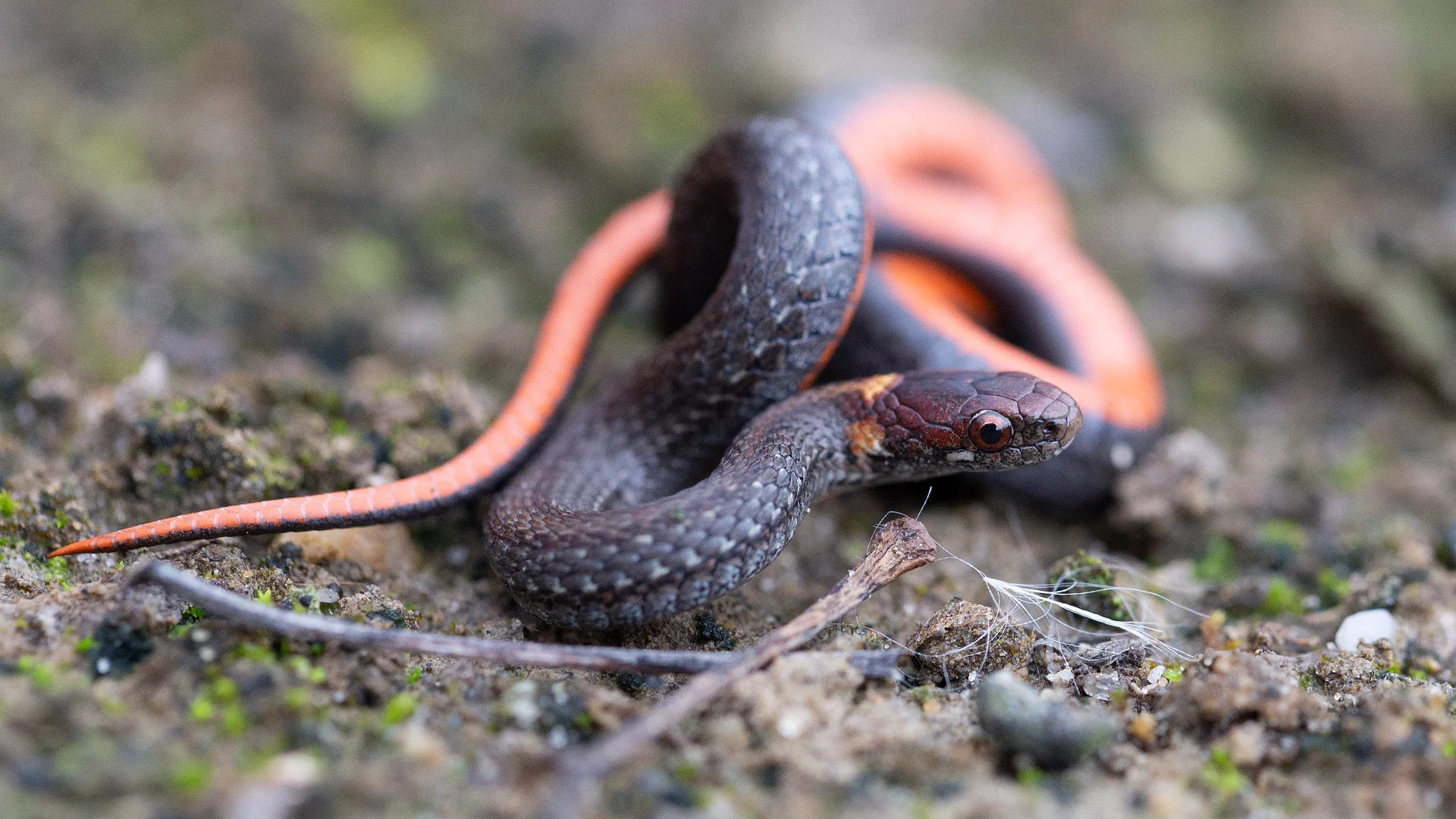 Northern Redbelly Snake