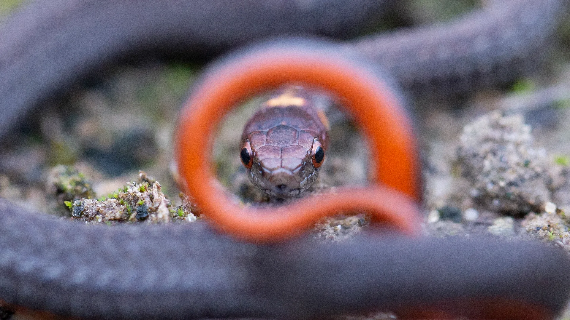 Northern Redbelly Snake