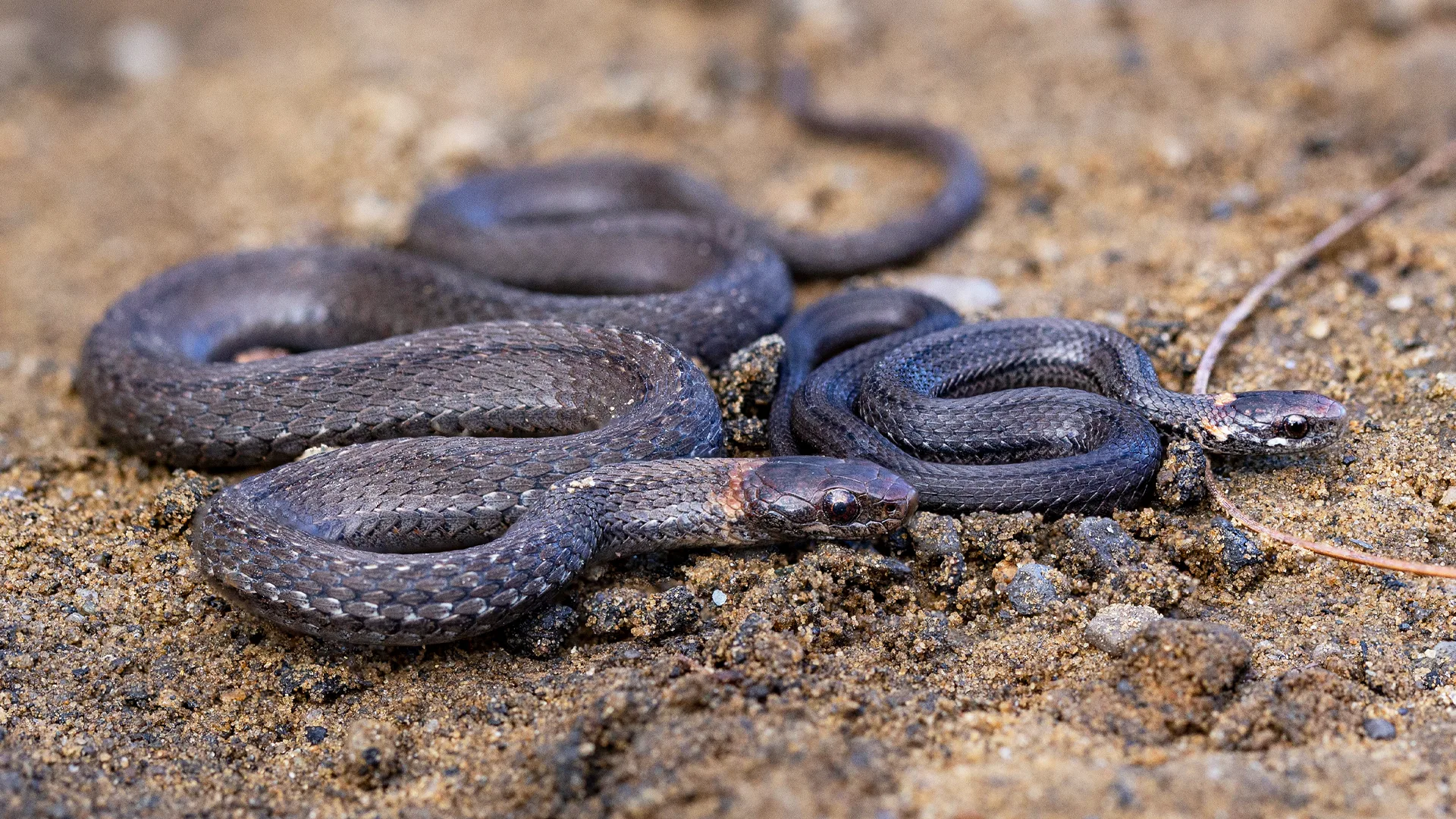 Northern Redbelly Snake