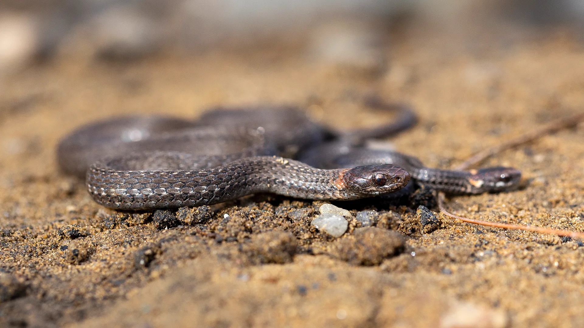 Northern Redbelly Snake