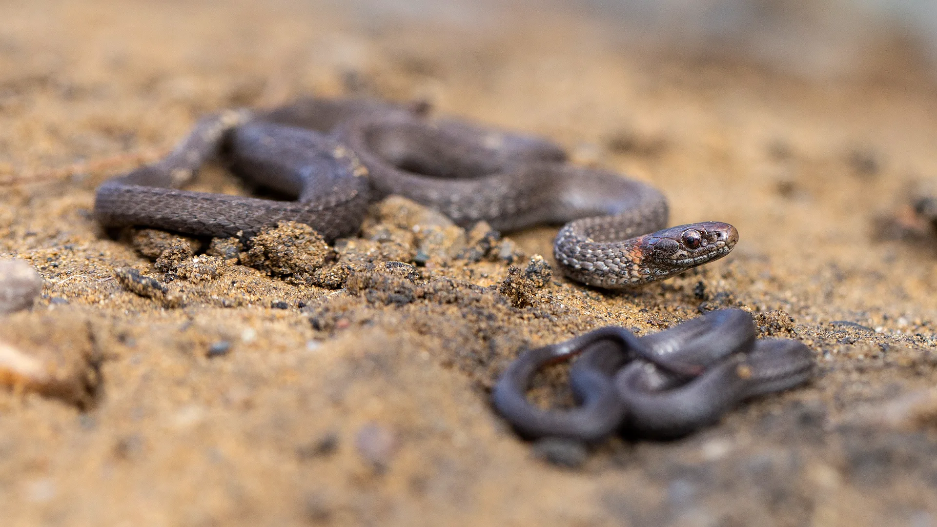 Northern Redbelly Snake